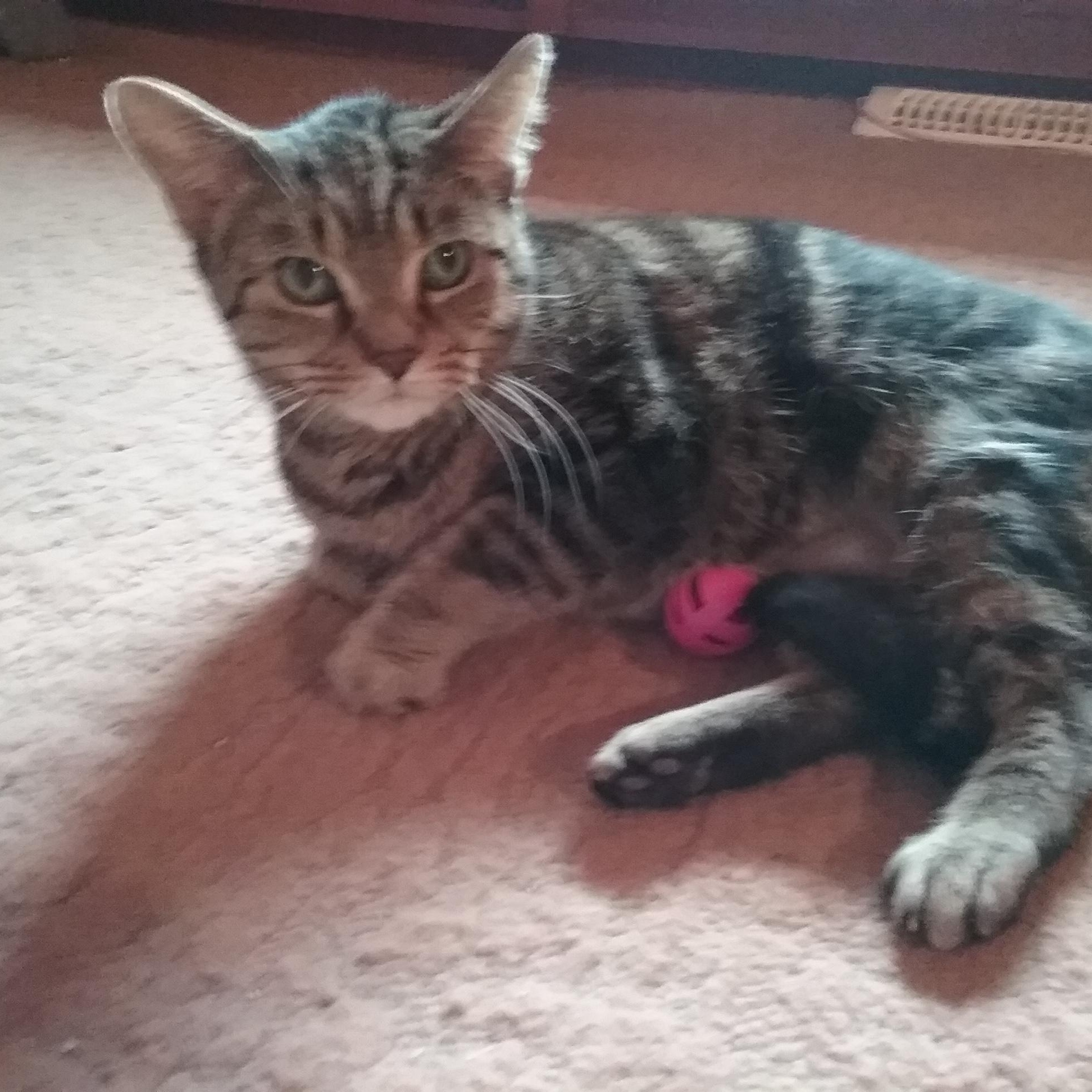 Sprout, a Adoptable Domestic Short Hair in Caledon, ON image 1/2