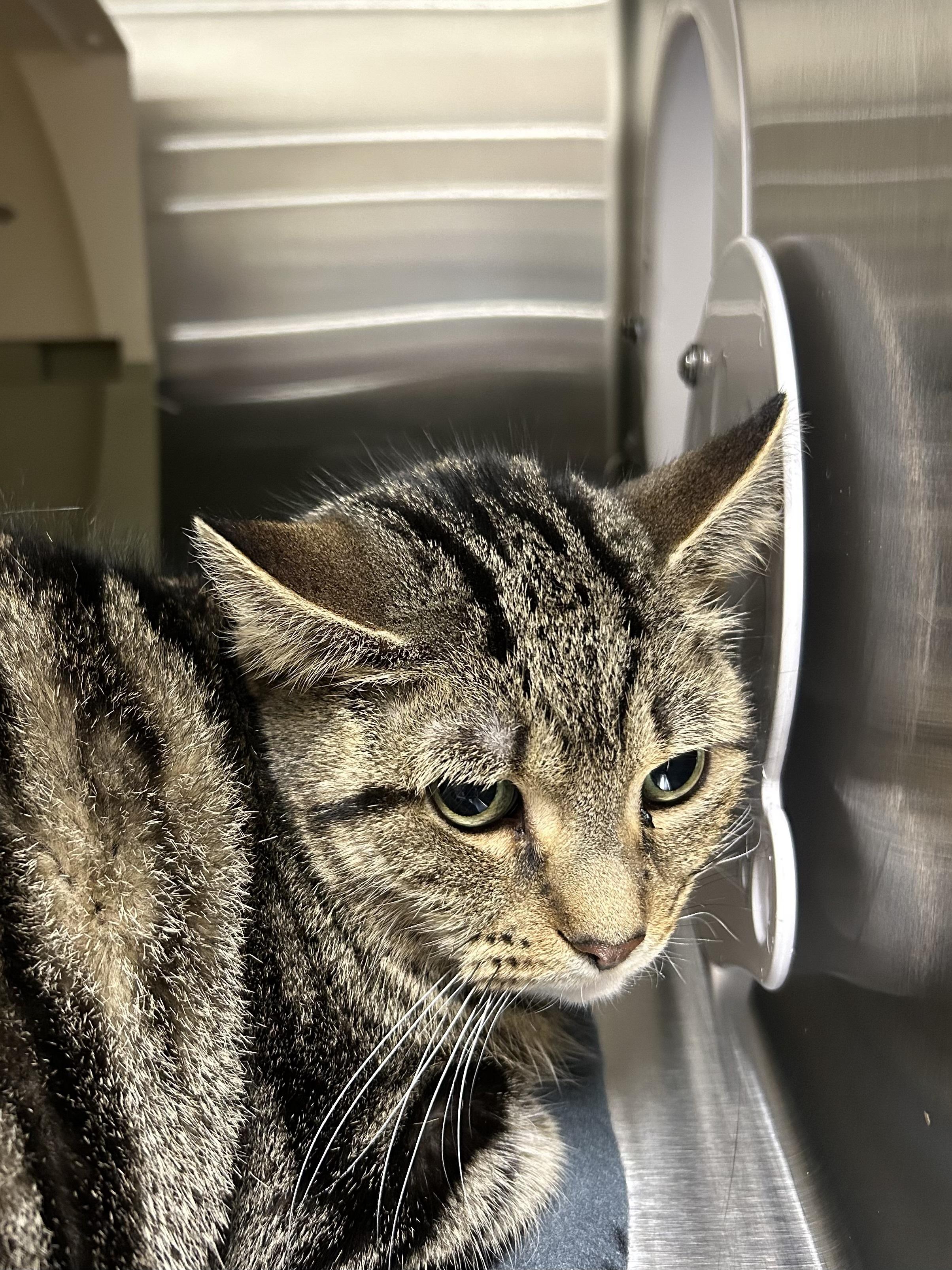 Sprout, a Adoptable Domestic Short Hair in Caledon, ON image 2/2