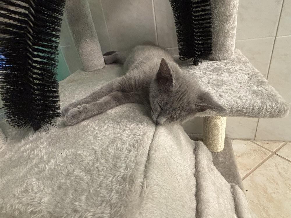 Jezebel, Adoptable, Kitten Female Domestic Short Hair.