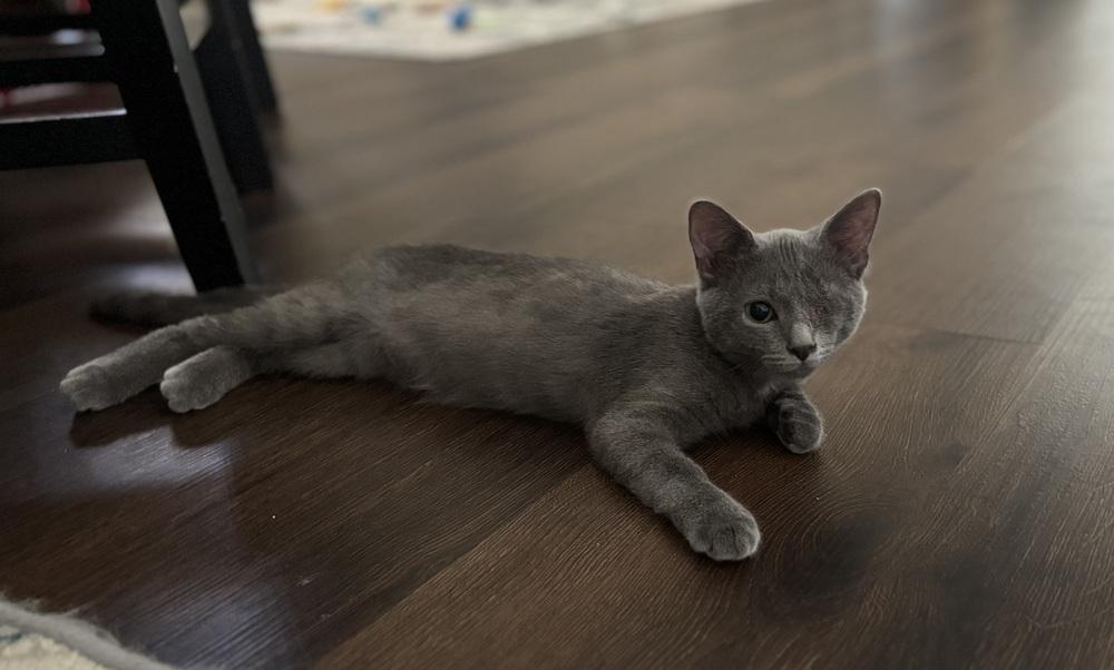 Enlarge Jezebel, a Adoptable mixed breed in Brandon, FL image 3/6