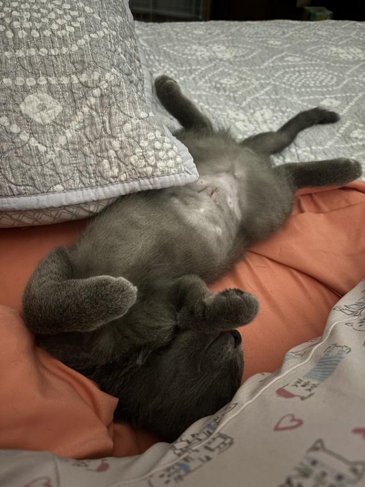 Enlarge Jezebel, a Adoptable mixed breed in Brandon, FL image 4/6