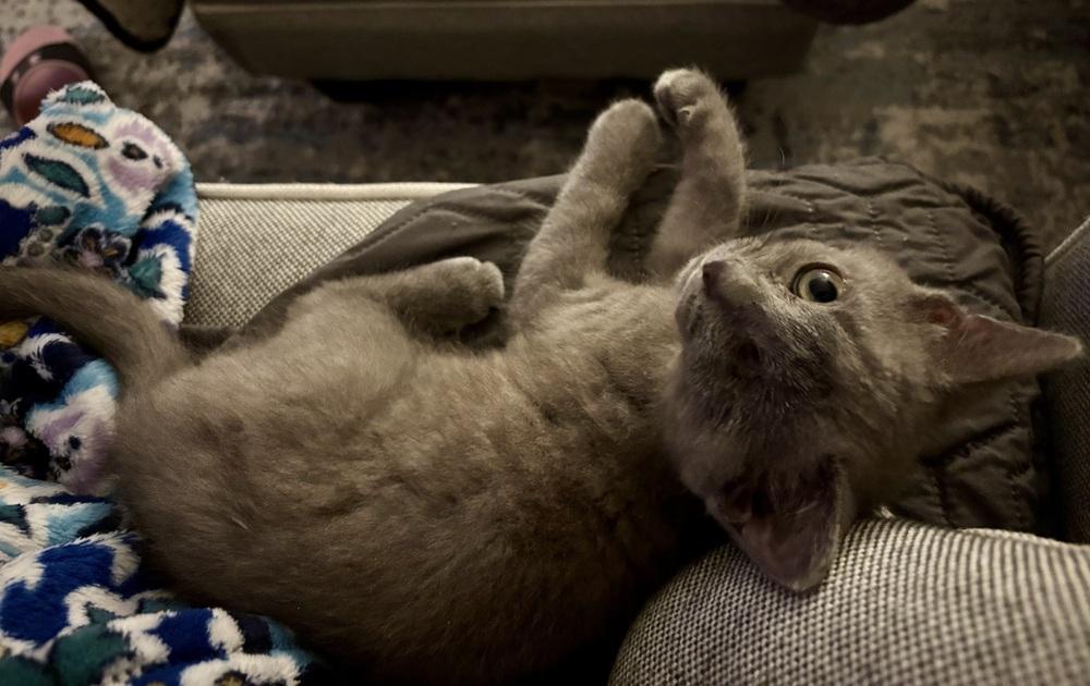 Enlarge Jezebel, a Adoptable mixed breed in Brandon, FL image 5/6