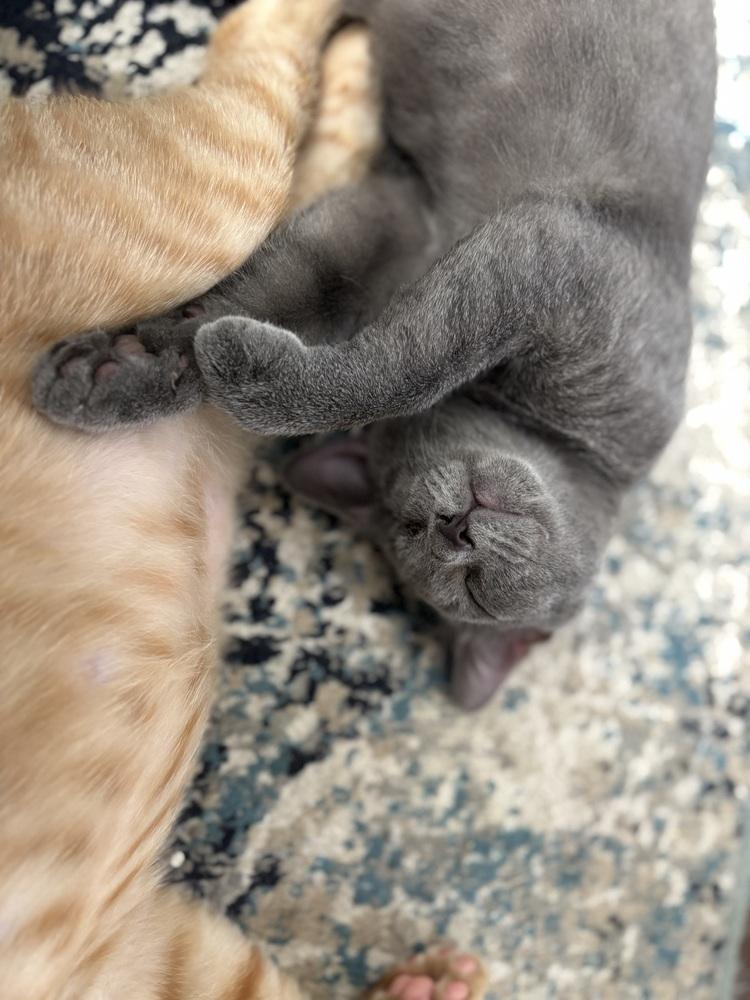 Enlarge Jezebel, a Adoptable mixed breed in Brandon, FL image 6/6