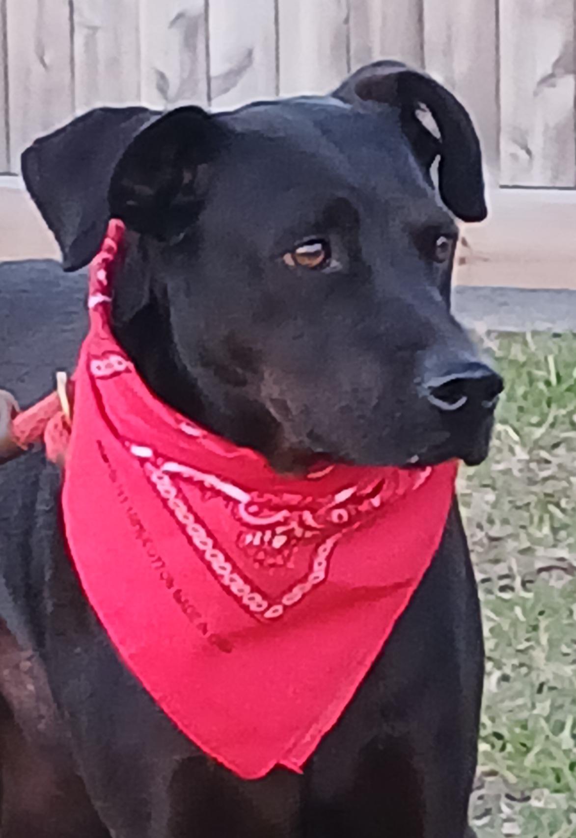 Arthur - great companion and snuggle bud! (WA-251127), a Adoptable mixed breed in Bothell, WA image 1/6