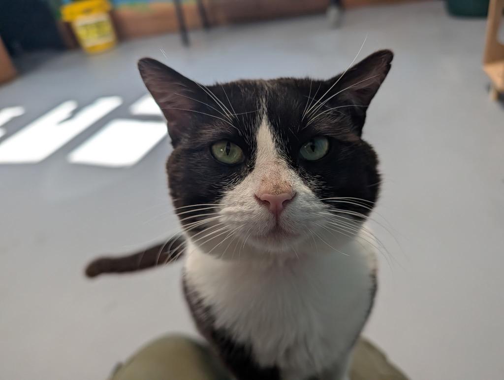 Christian, Adoptable, Adult Male Domestic Short Hair.