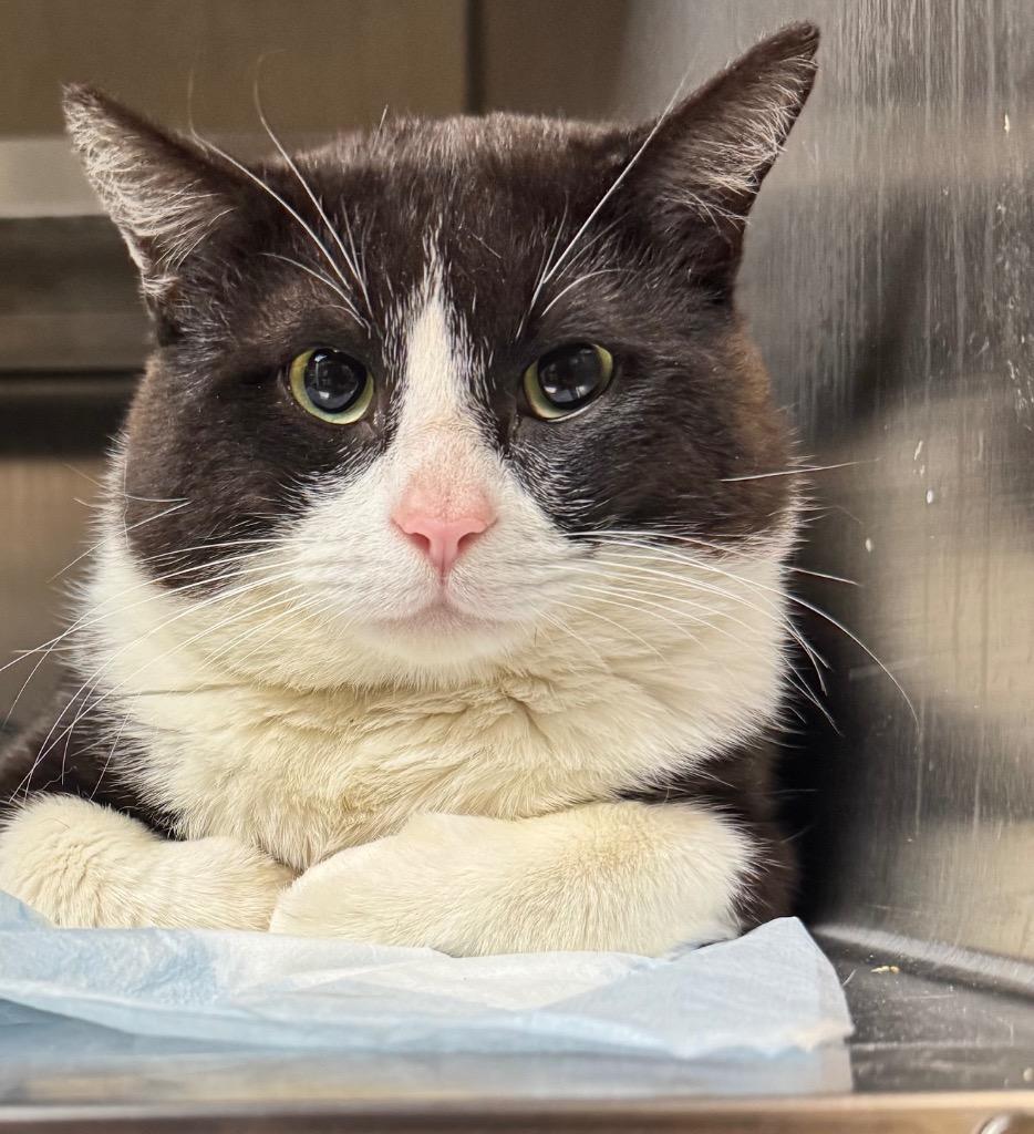 Enlarge Christian, a Adoptable mixed breed in Shelbyville, TN image 2/3