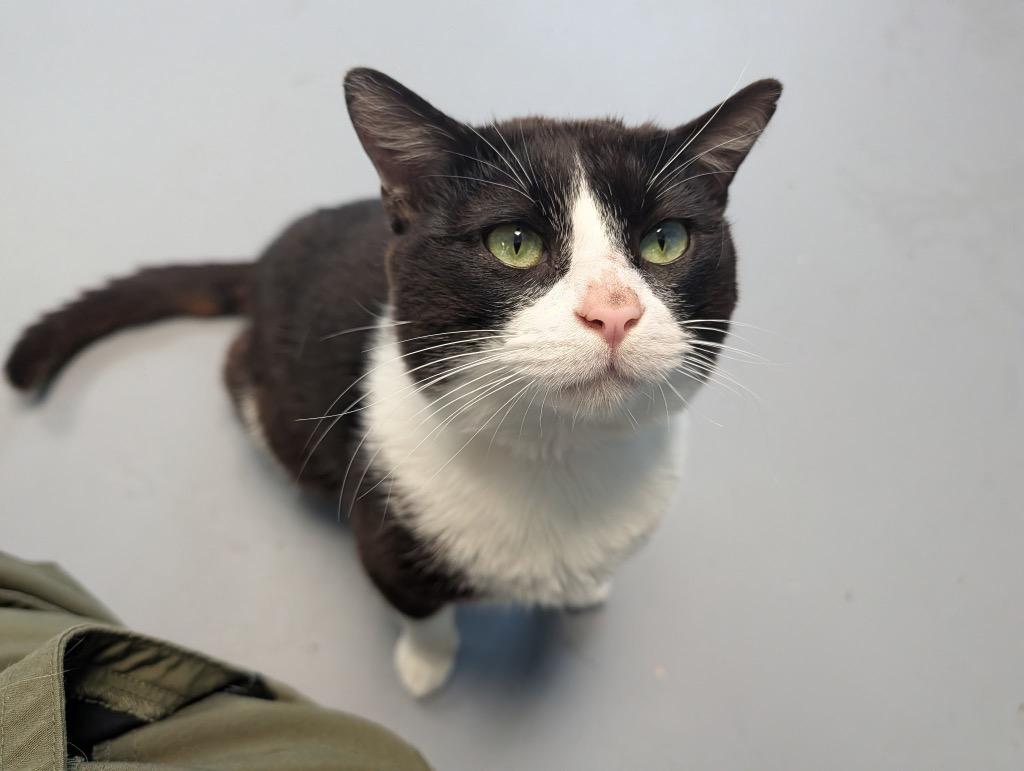 Enlarge Christian, a Adoptable mixed breed in Shelbyville, TN image 3/3