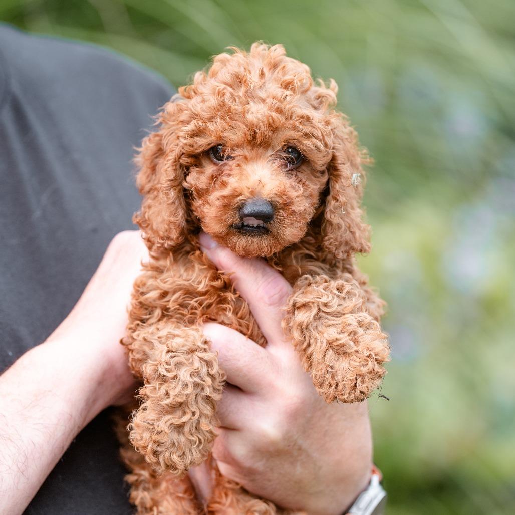 Merlot, an adopted Miniature Poodle in Chester Springs, PA image 1/4