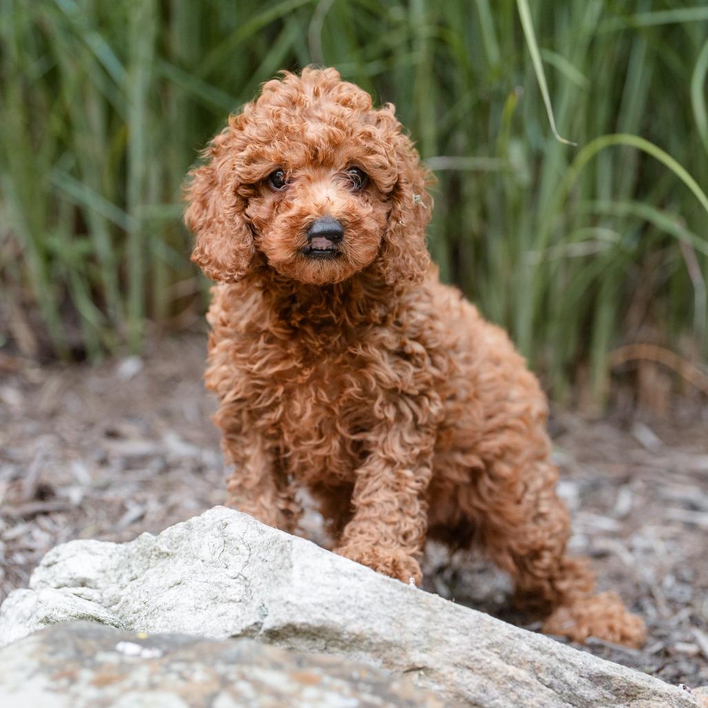 Merlot, an adopted Miniature Poodle in Chester Springs, PA image 3/4