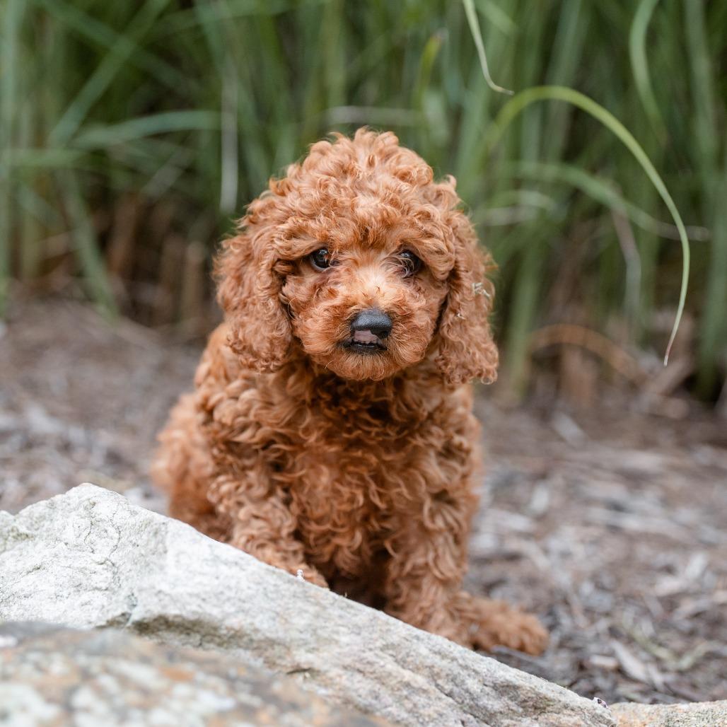 Merlot, an adopted Miniature Poodle in Chester Springs, PA image 4/4