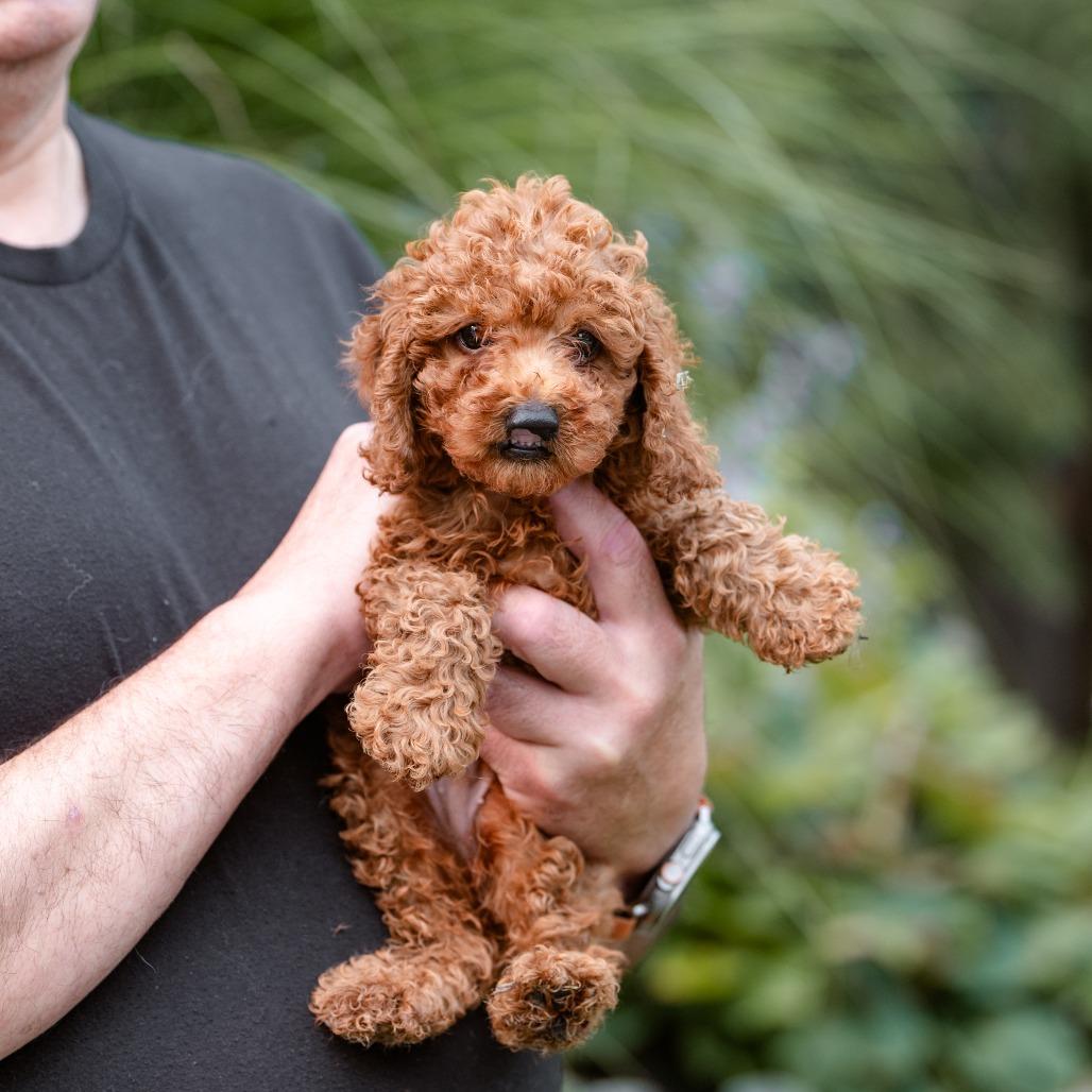 Merlot, an adopted Miniature Poodle in Chester Springs, PA image 2/4