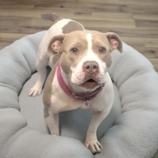 Bristol, adoptable, Adult Female Terrier & Pit Bull Terrier.