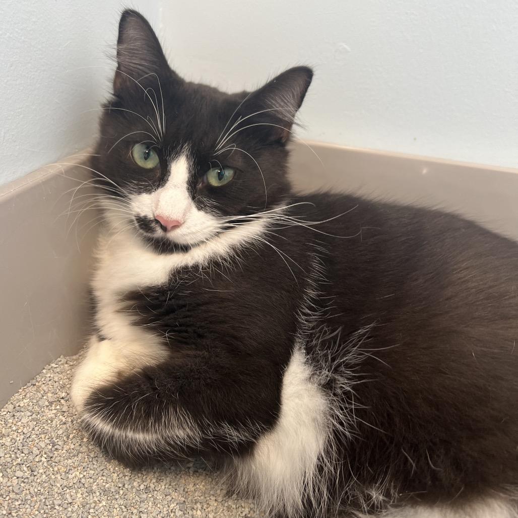 Enlarge Eva, a Adoptable Domestic Medium Hair in Boston, MA image 2/3