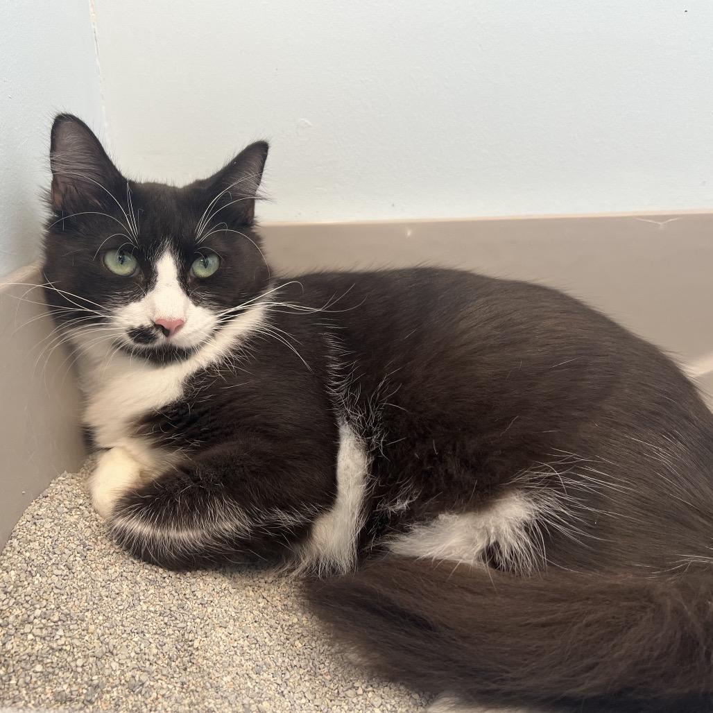 Enlarge Eva, a Adoptable Domestic Medium Hair in Boston, MA image 3/3