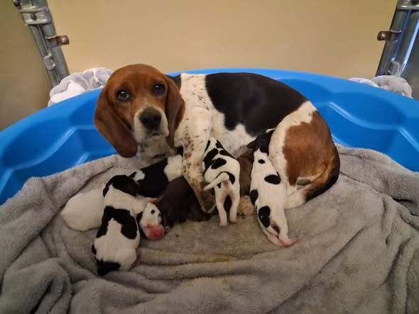 Belleaka Abigail Aka Abby