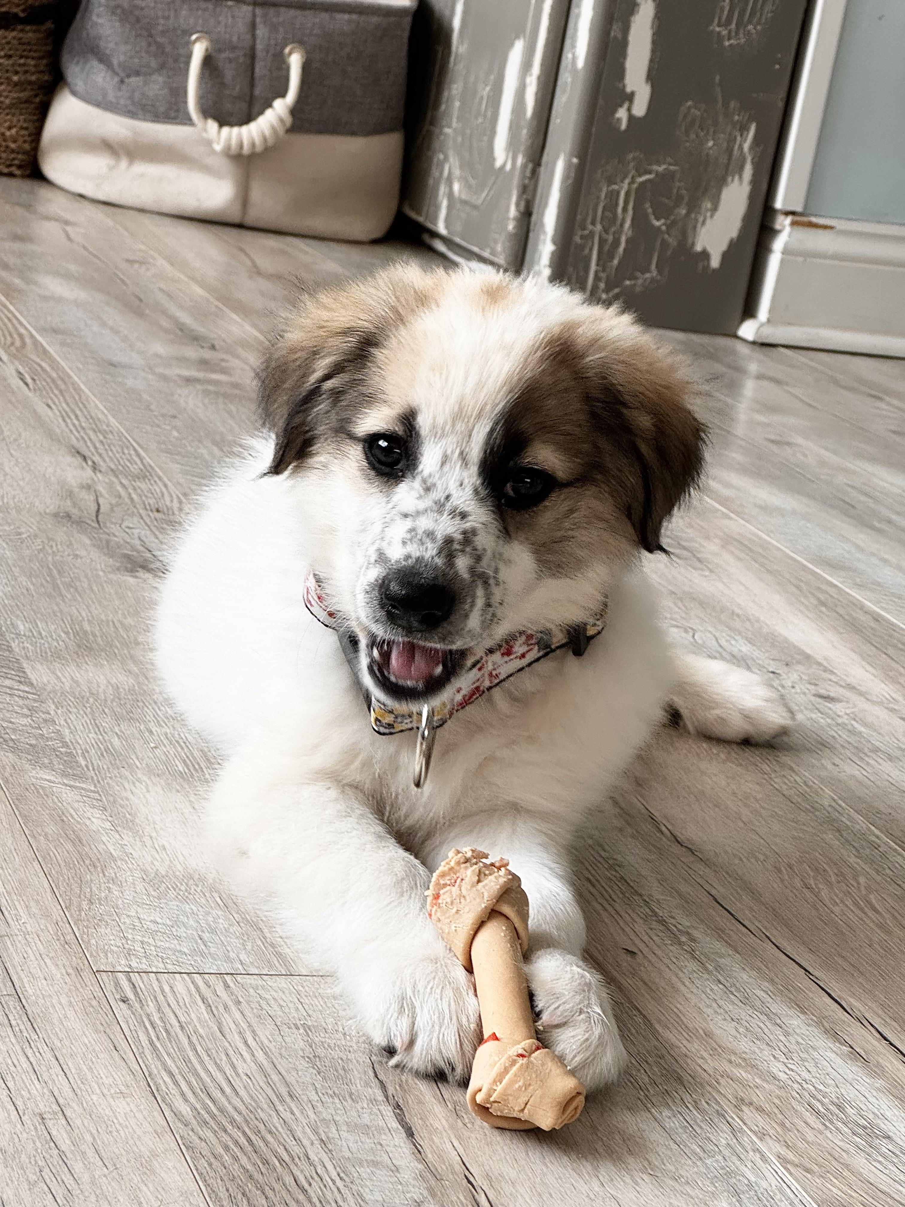 Vivian , an adopted mixed breed in Columbia, MD image 4/5