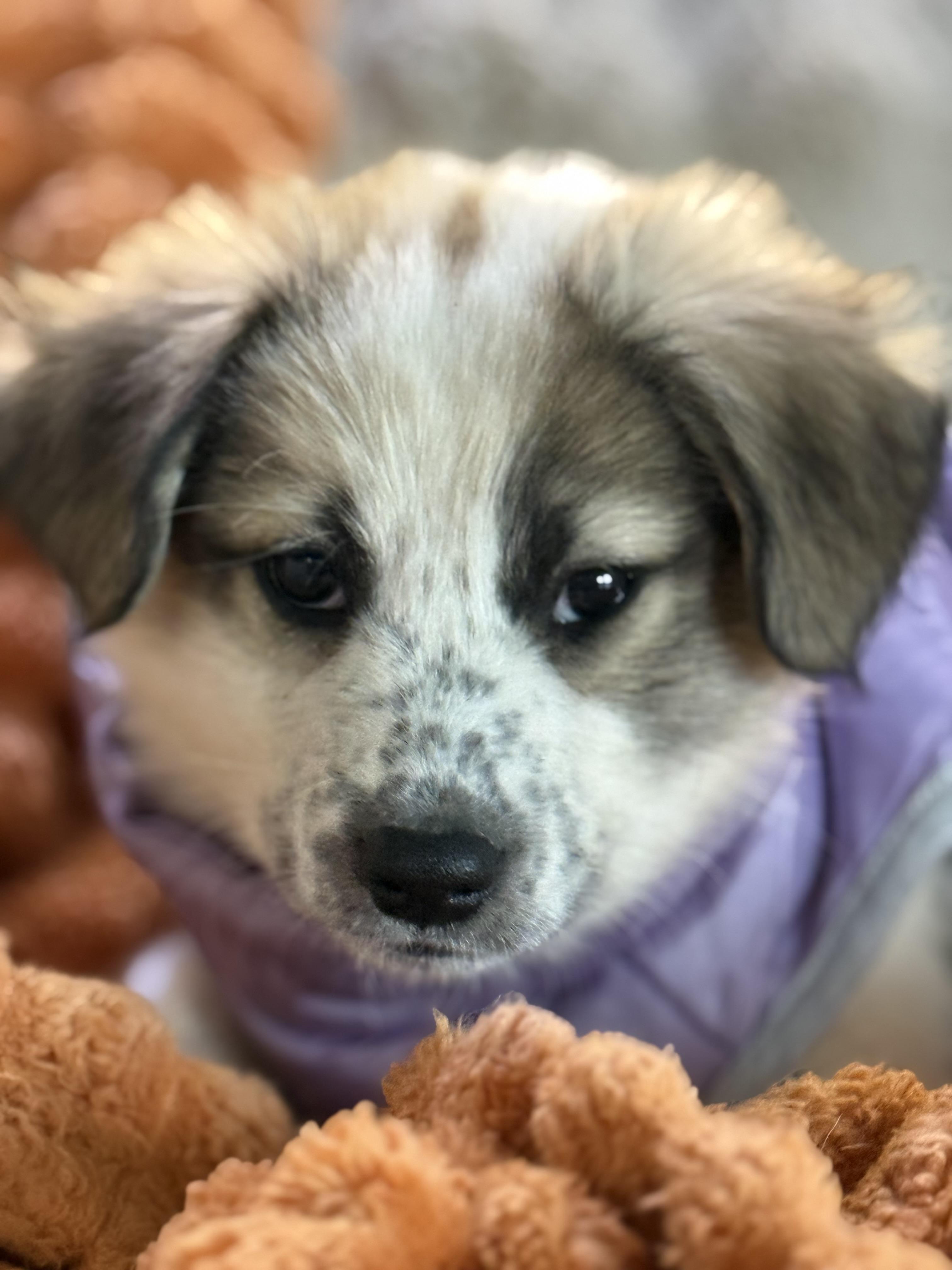Vivian , adopted, Puppy Female Great Pyrenees & Australian Shepherd.