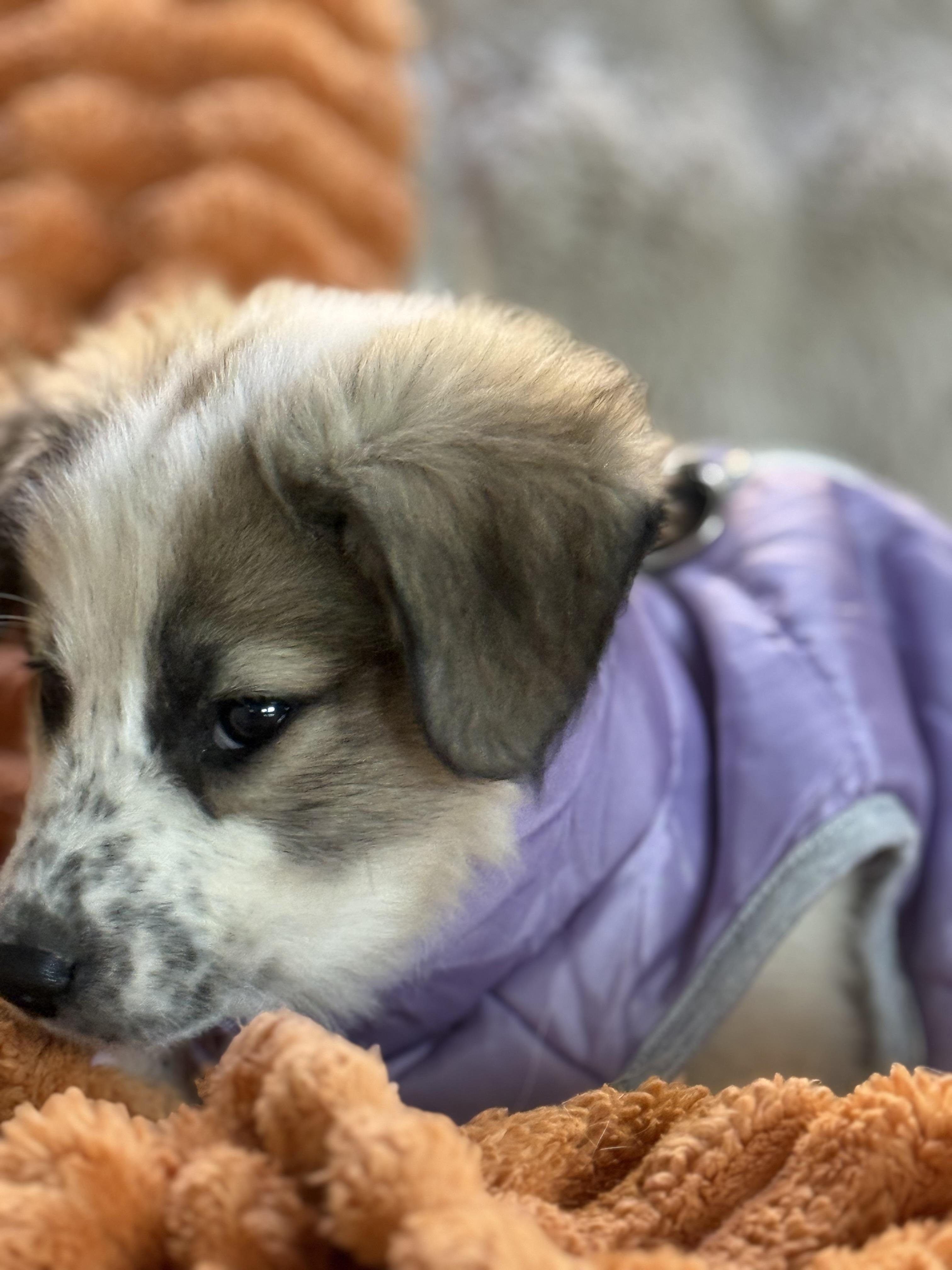 Vivian , an adopted mixed breed in Columbia, MD image 3/5