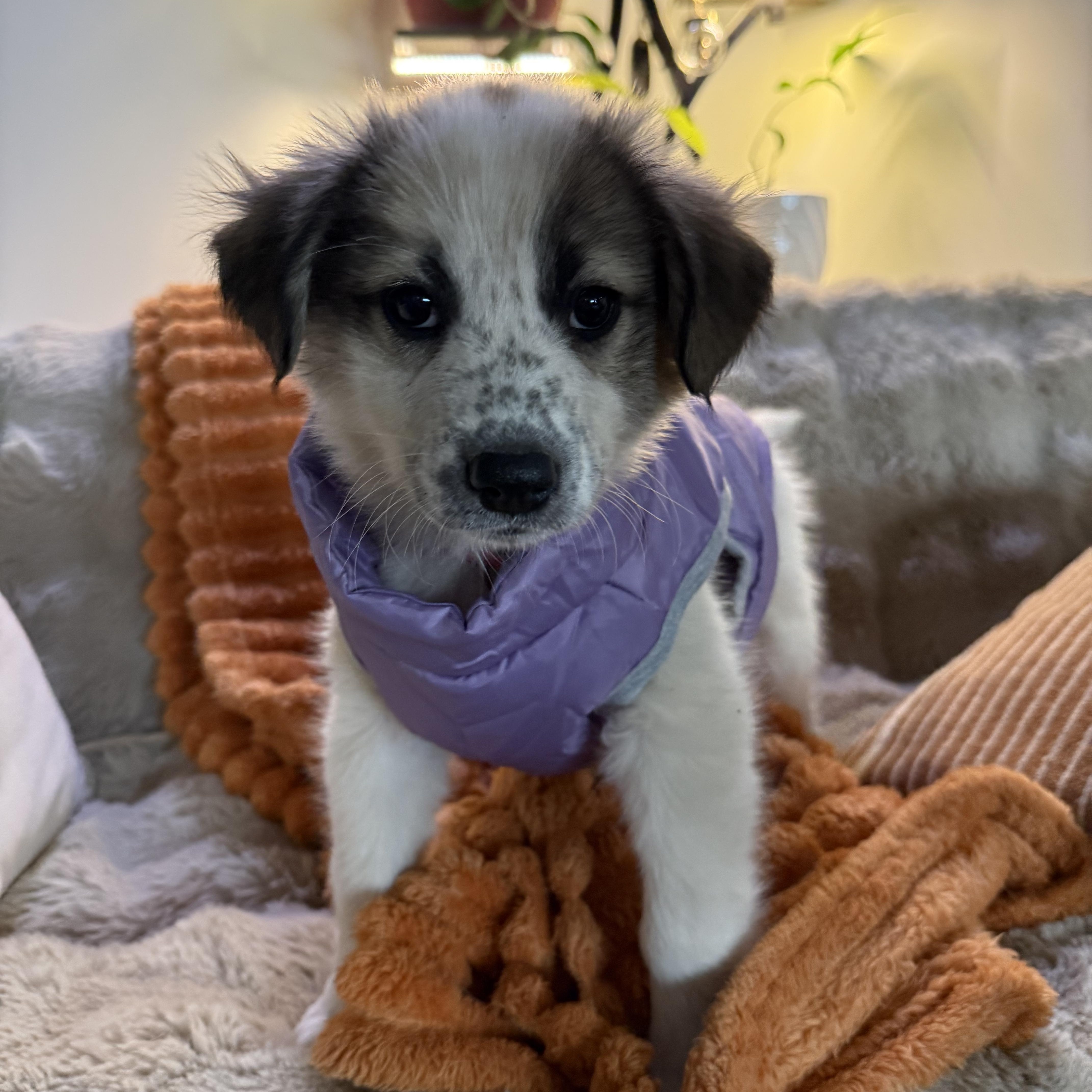 Vivian , an adopted mixed breed in Columbia, MD image 2/5