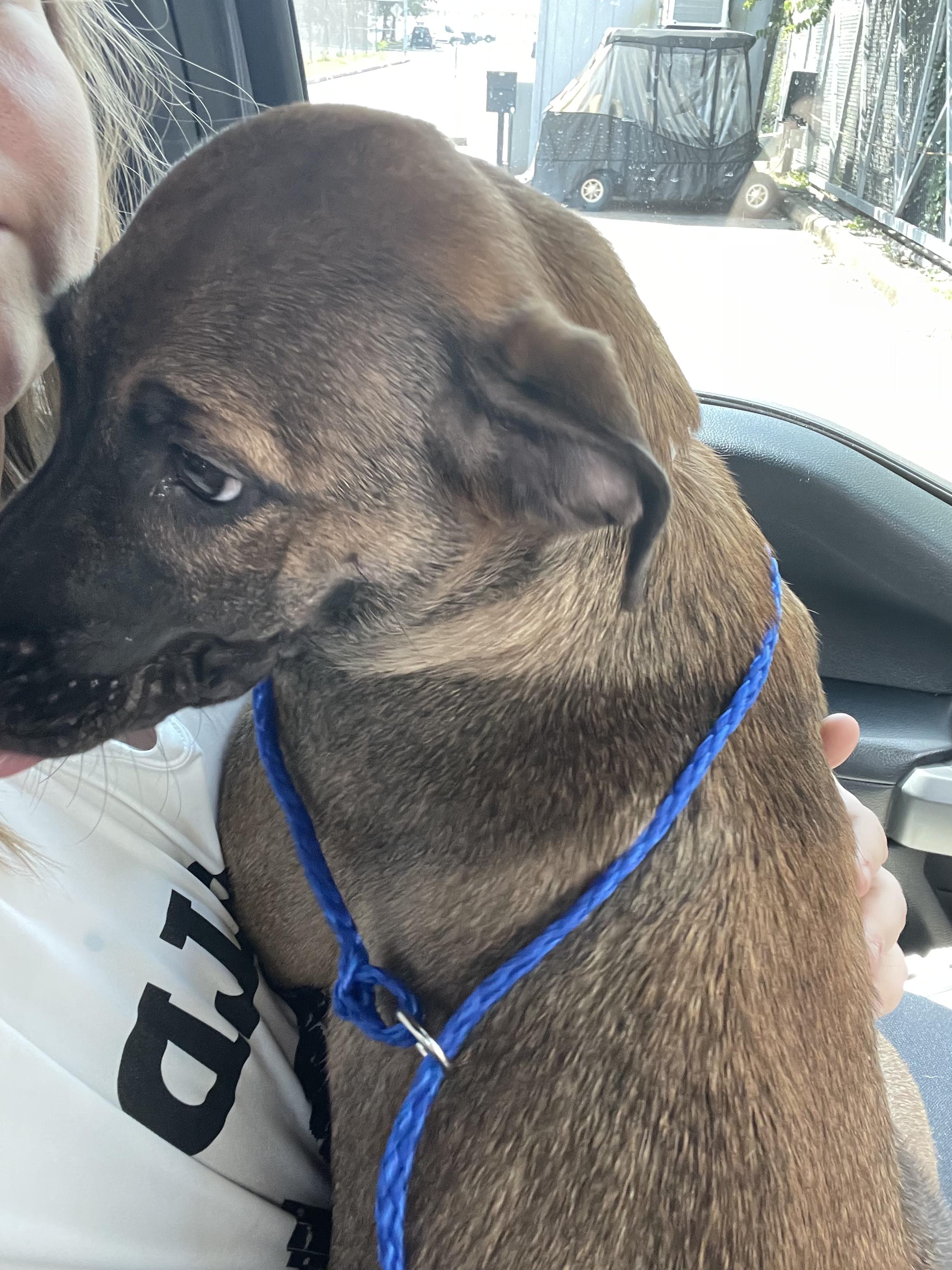 Enlarge Xena, a Adoptable mixed breed in Riverside, RI image 4/6