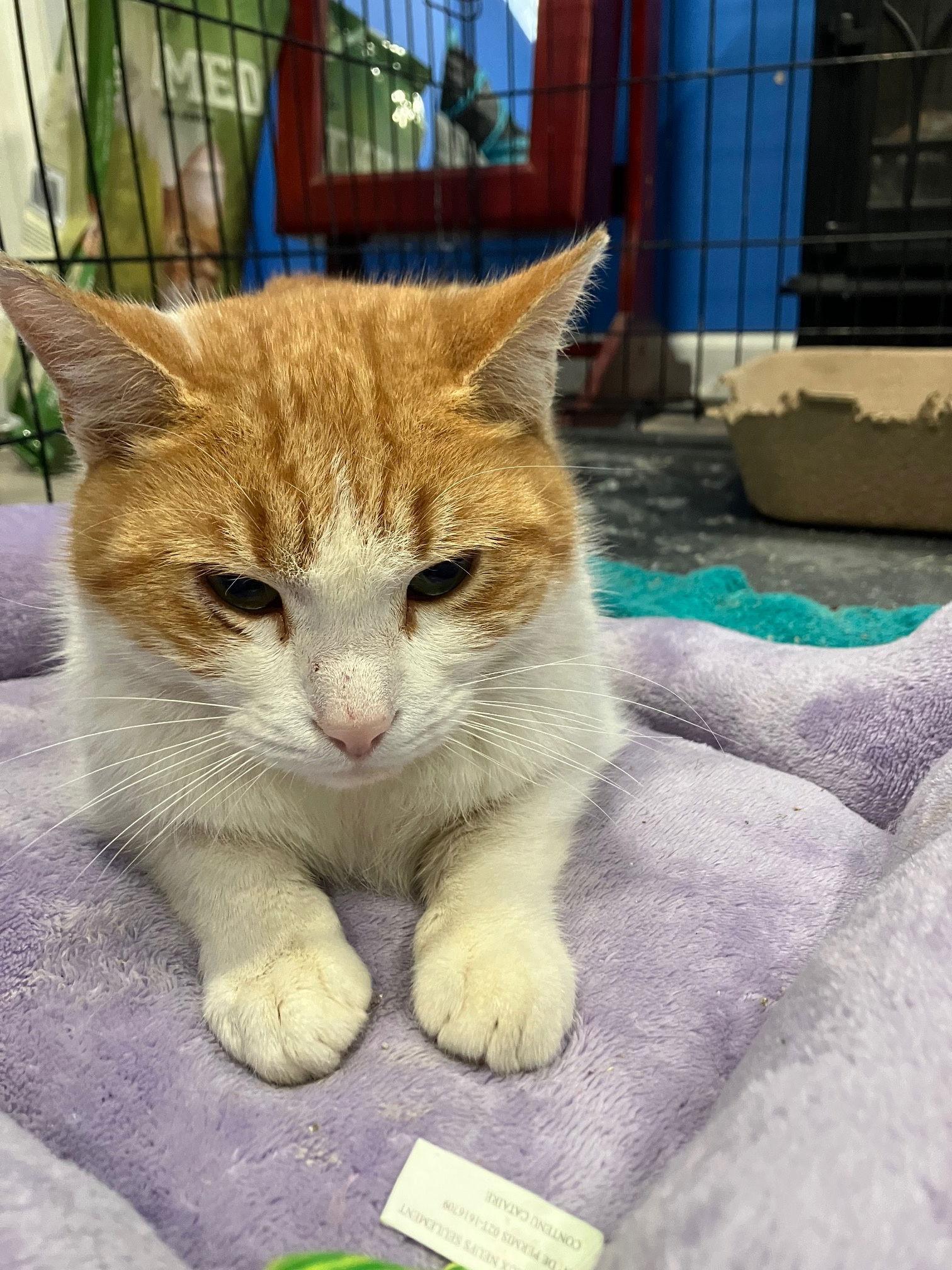 Blondie, Adoptable, Adult Female Domestic Short Hair.