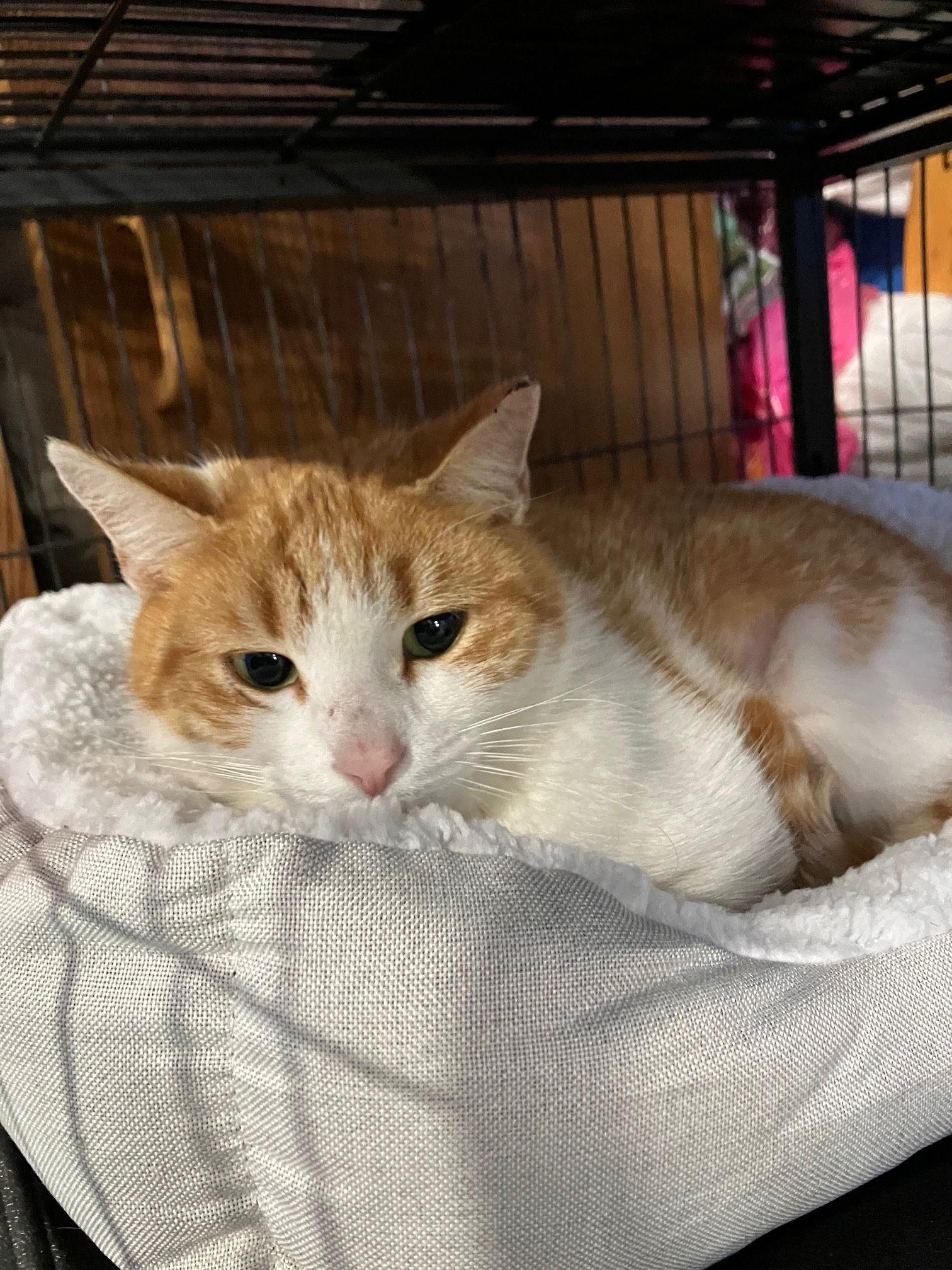 Blondie, a Adoptable Domestic Short Hair in Lutherville, MD image 2/2