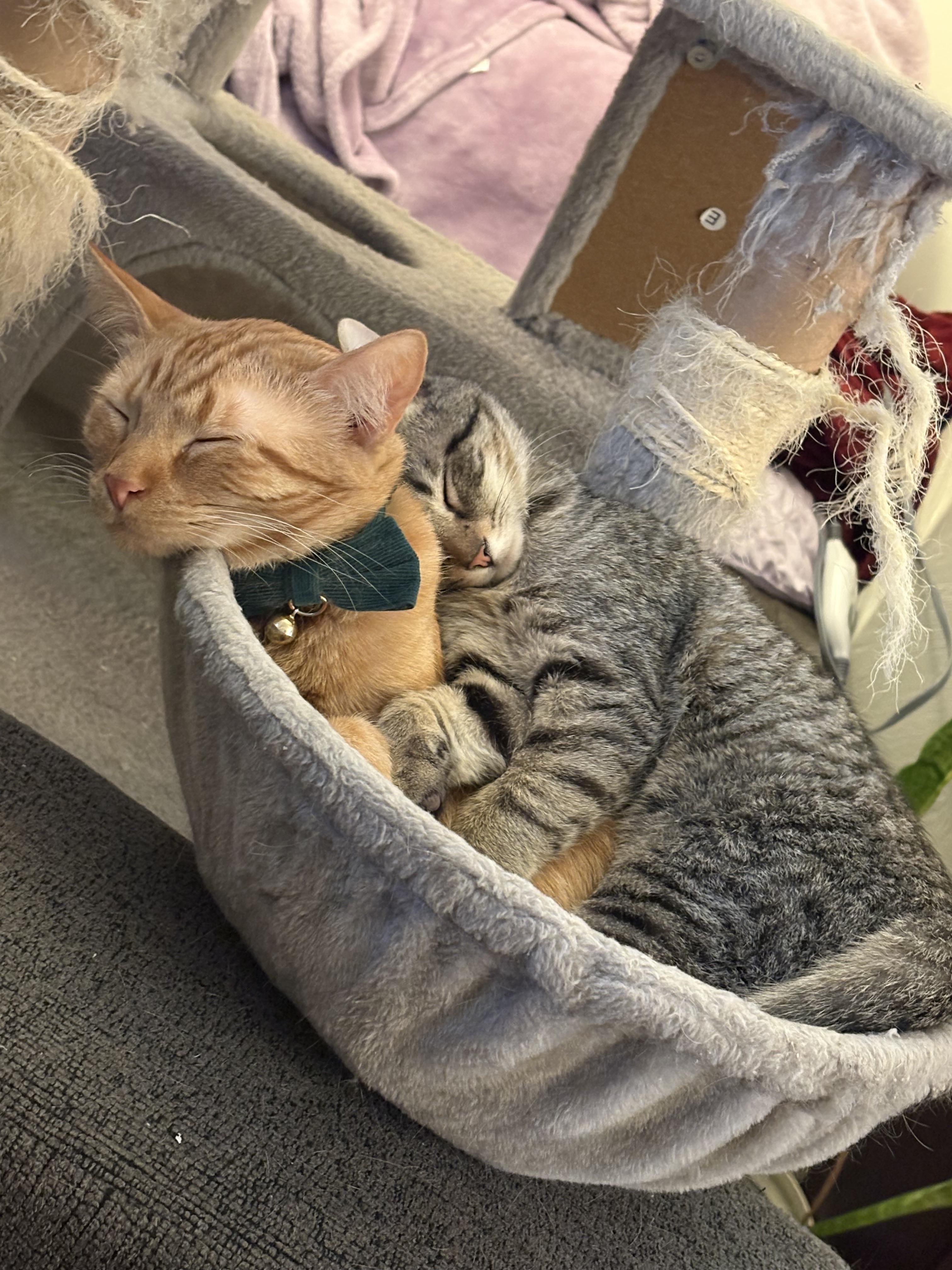 Nick, Adoptable, Young Male Domestic Short Hair.