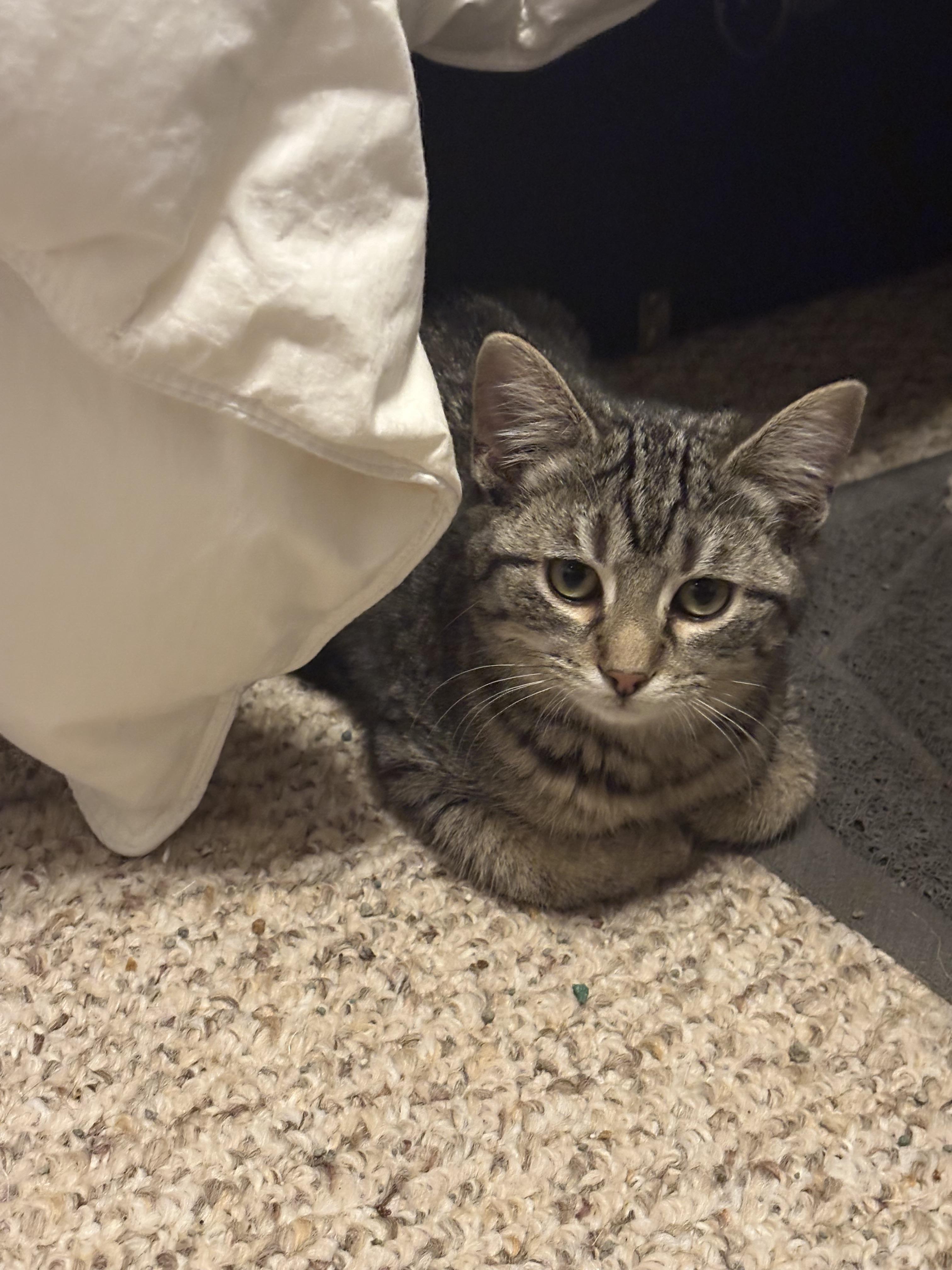 Enlarge Nick, a Adoptable mixed breed in Bethel Park, PA image 2/6