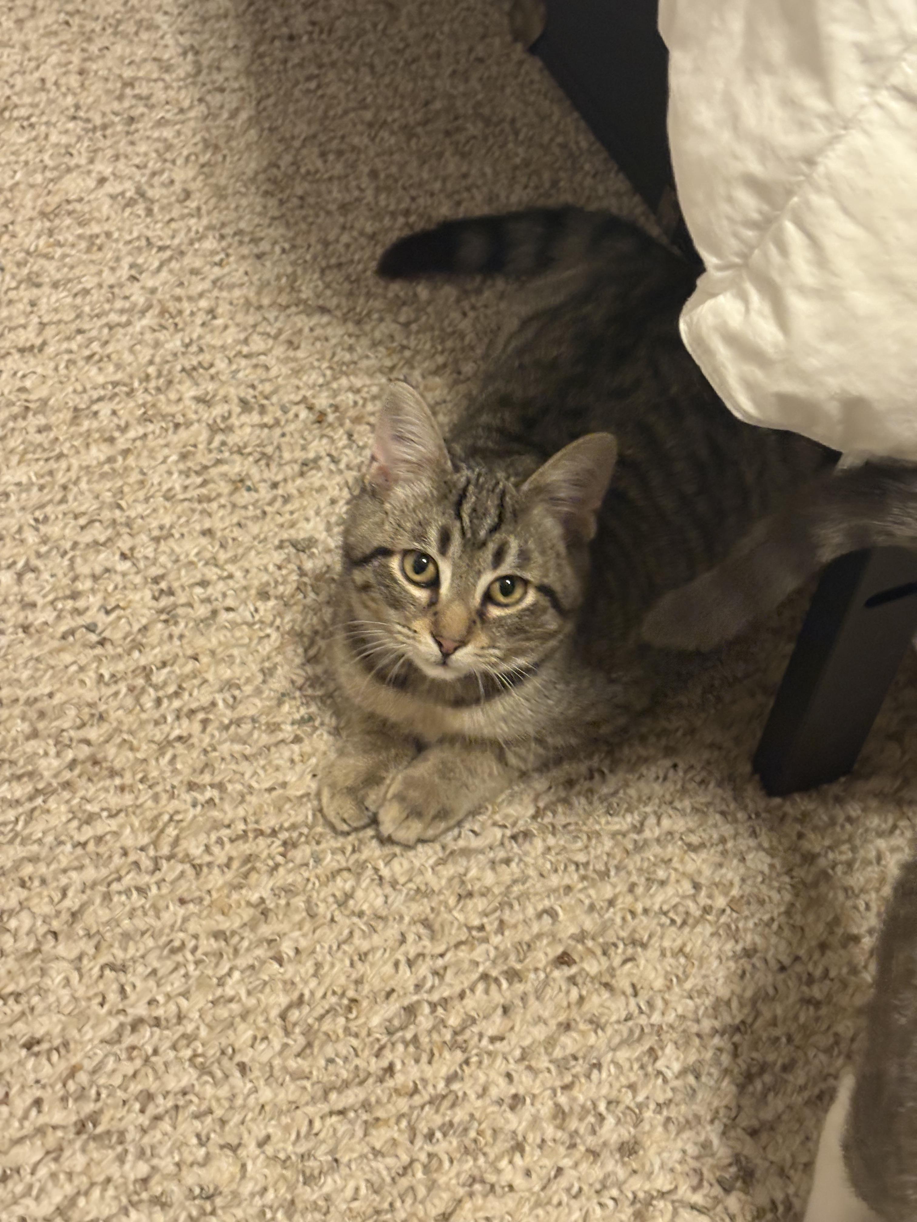 Enlarge Nick, a Adoptable mixed breed in Bethel Park, PA image 6/6