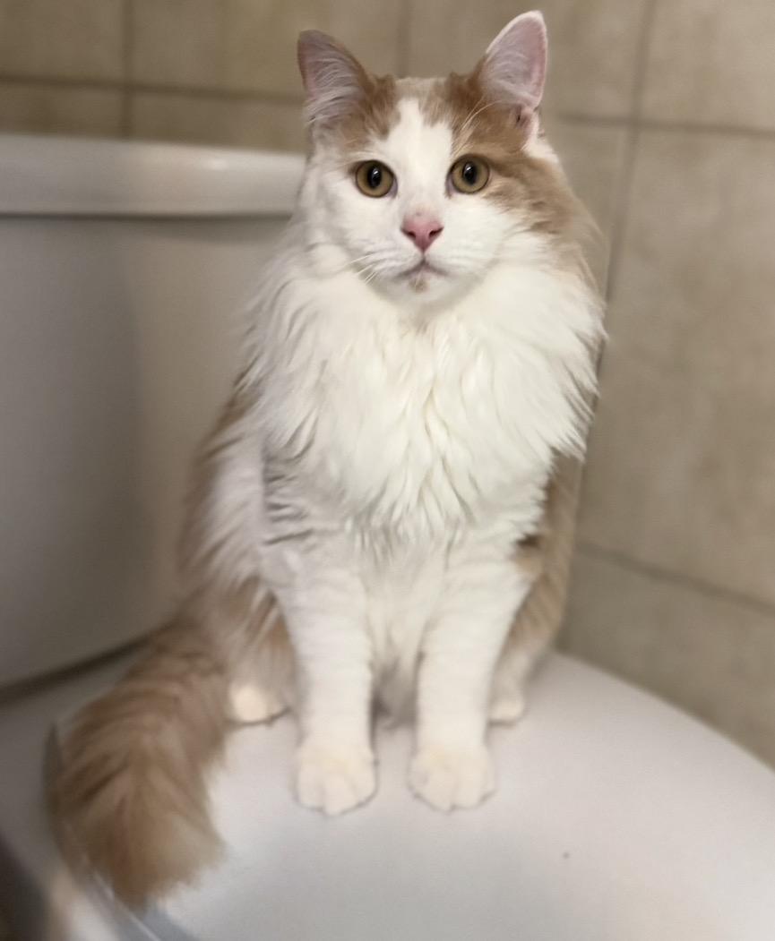 Enlarge Oliver, a Adoptable Domestic Long Hair in Naperville, IL image 3/6