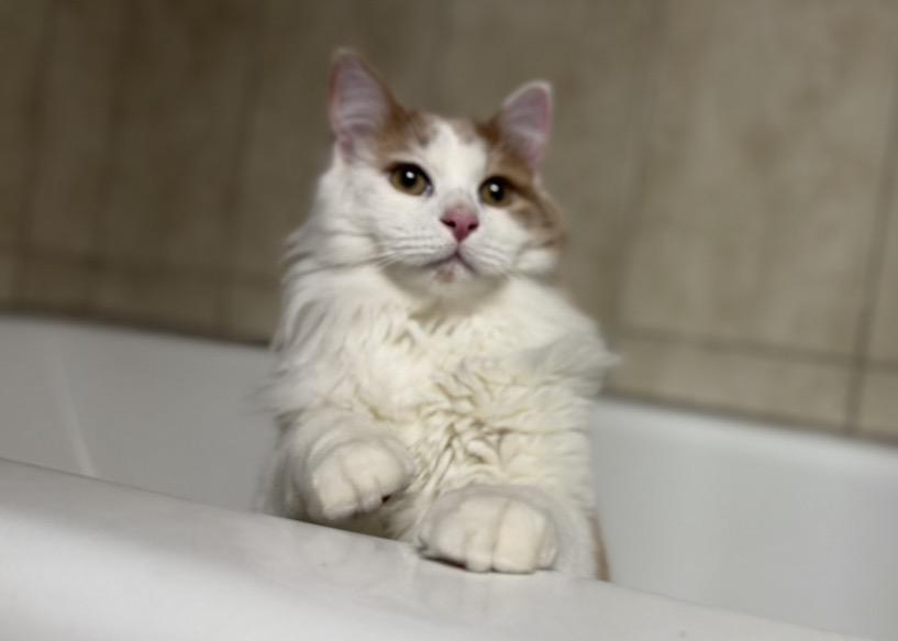 Enlarge Oliver, a Adoptable Domestic Long Hair in Naperville, IL image 5/6