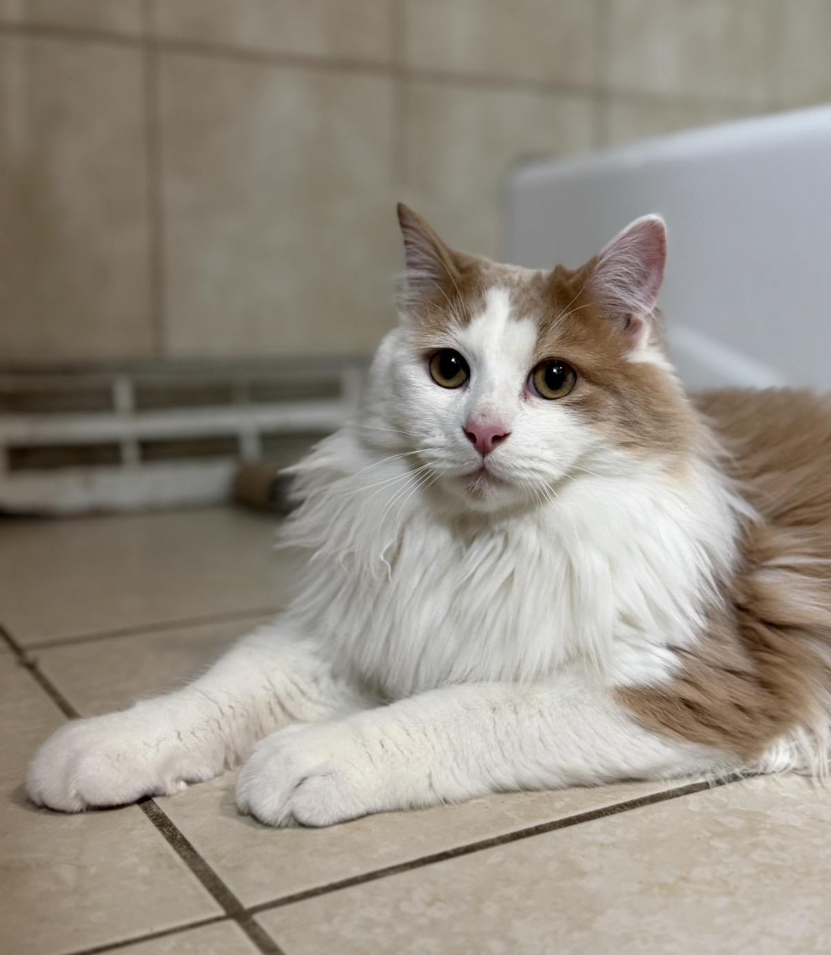 Enlarge Oliver, a Adoptable Domestic Long Hair in Naperville, IL image 1/6