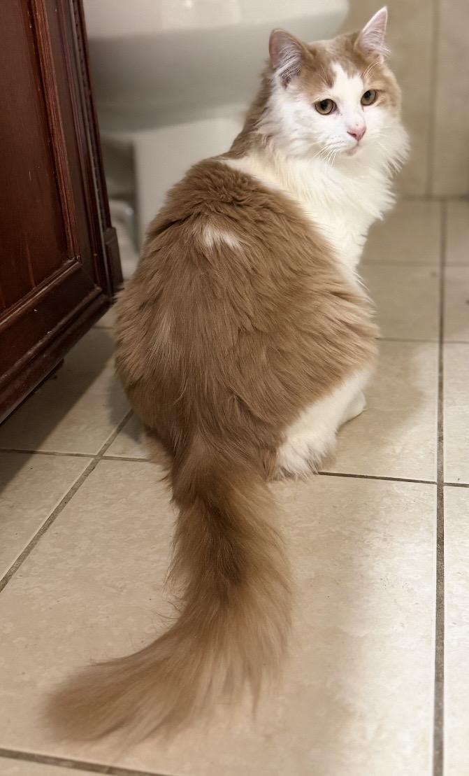 Enlarge Oliver, a Adoptable Domestic Long Hair in Naperville, IL image 6/6