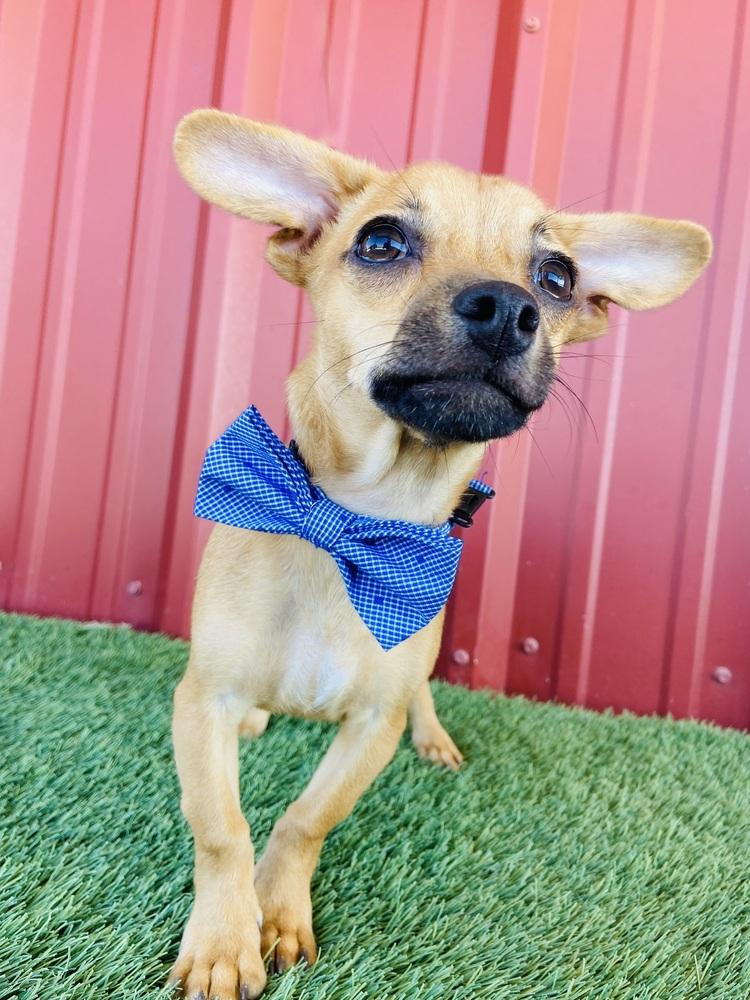 Enlarge Billie, a Adoptable mixed breed in Lubbock, TX image 1/3