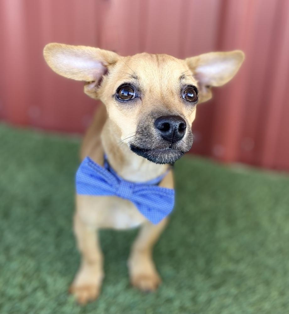 Enlarge Billie, a Adoptable mixed breed in Lubbock, TX image 2/3