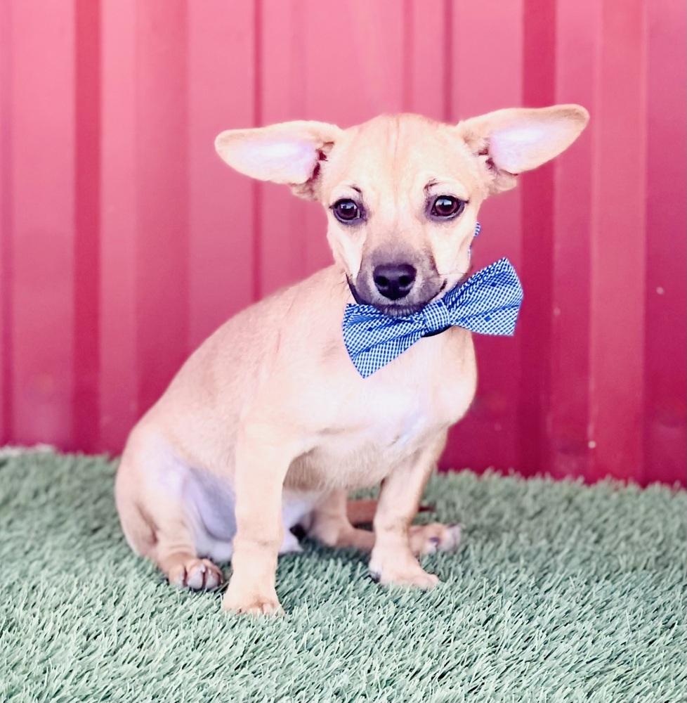 Enlarge Billie, a Adoptable mixed breed in Lubbock, TX image 3/3