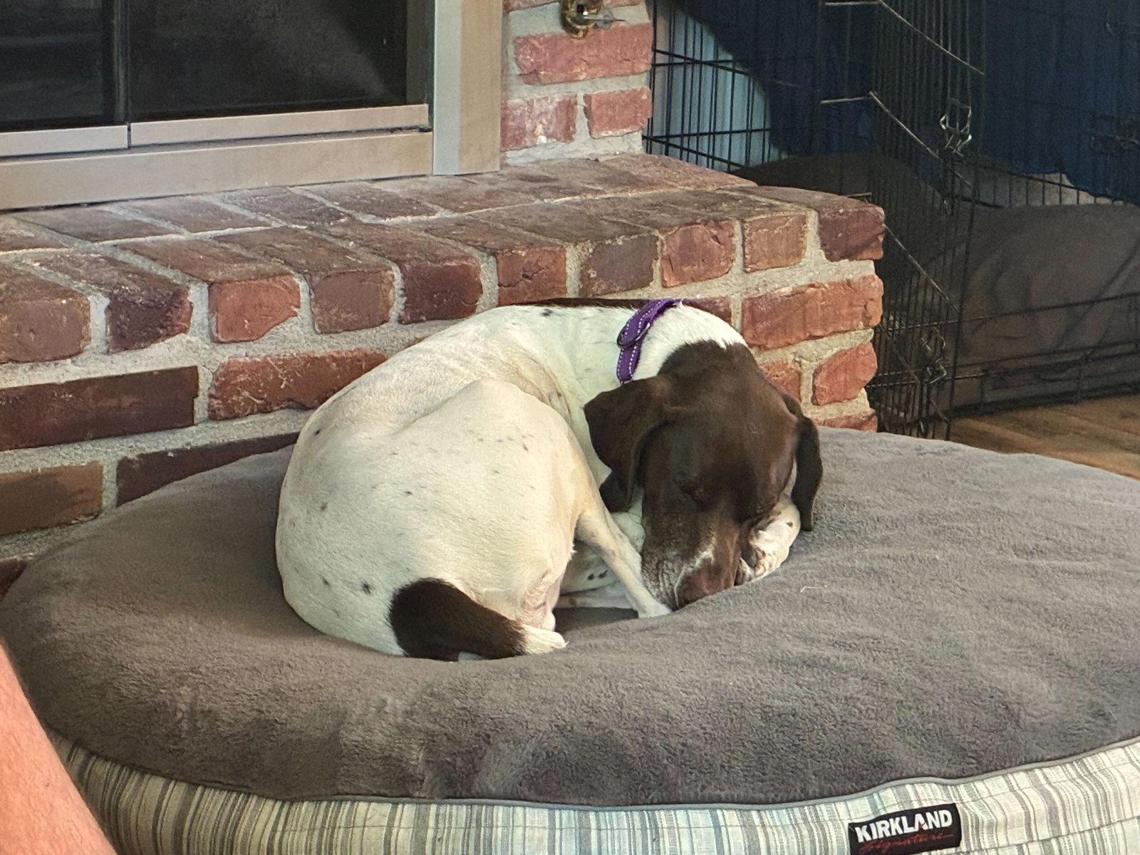 Mabel, Adopted, Adult Female German Shorthaired Pointer.