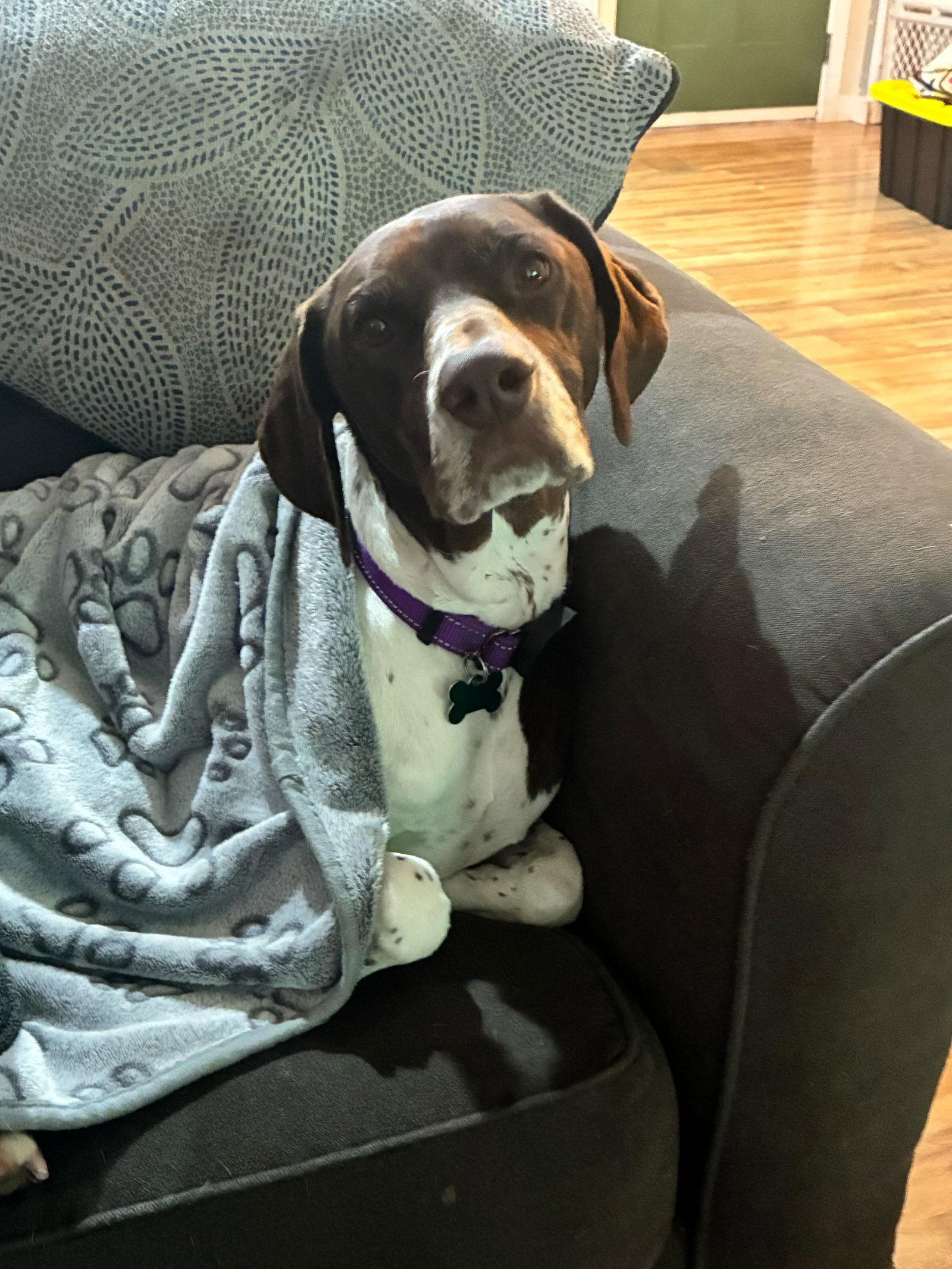 Enlarge Mabel, a Adopted German Shorthaired Pointer in Omaha, NE image 2/3