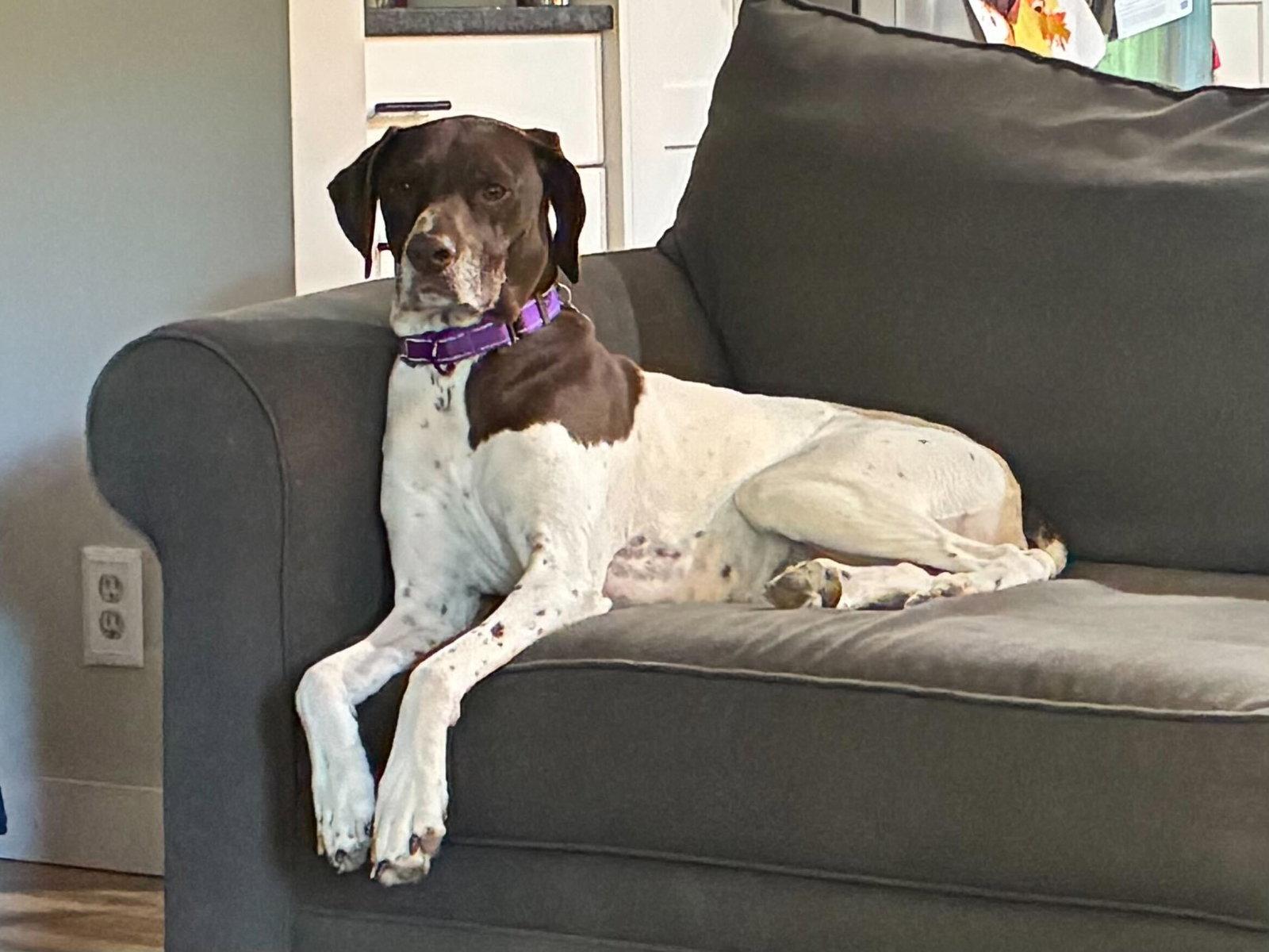 Enlarge Mabel, a Adopted German Shorthaired Pointer in Omaha, NE image 3/3