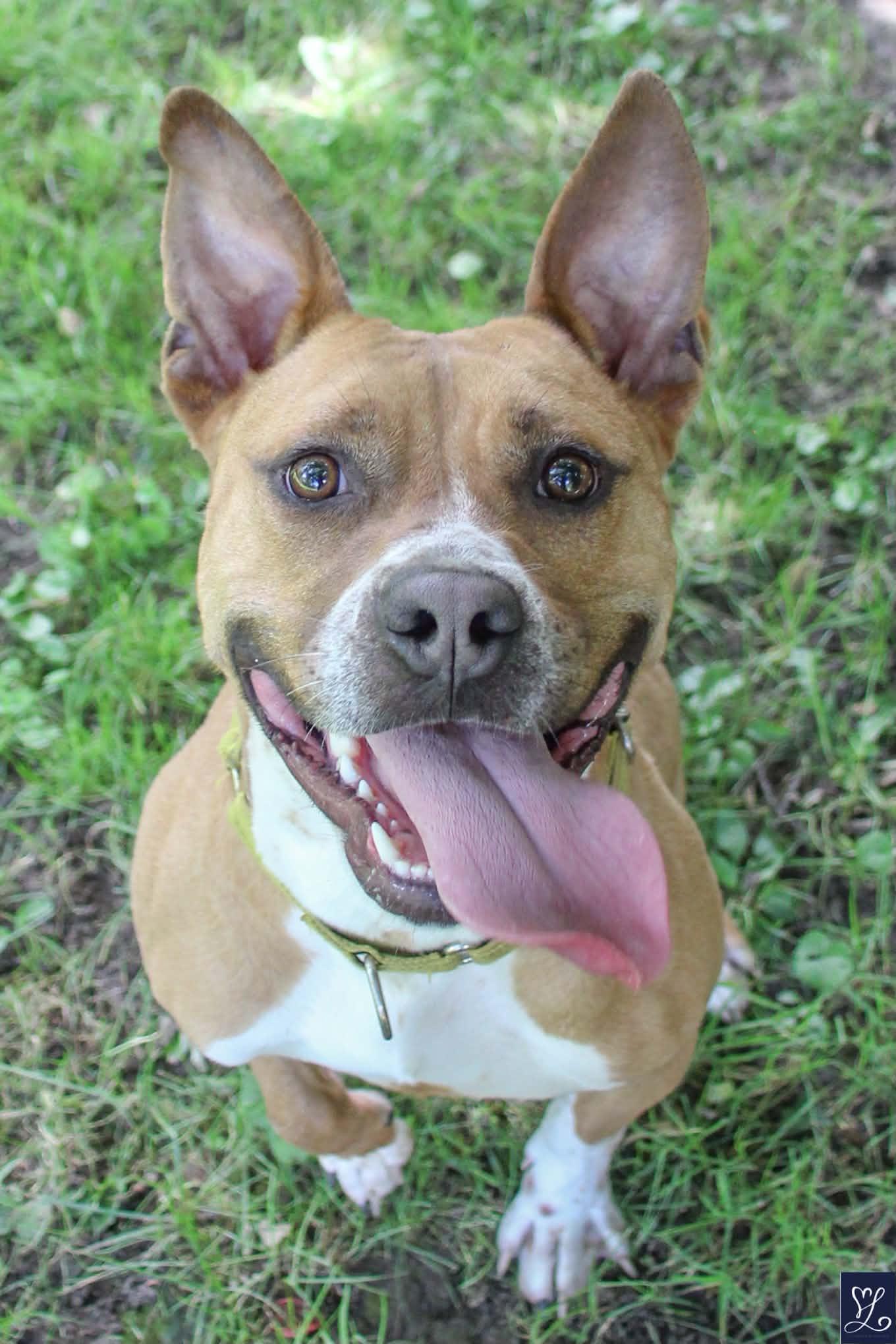 Enlarge GROVER, a Adoptable Mixed Breed in Rochester, NY image 4/6