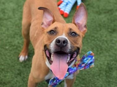 Enlarge GROVER, a Adoptable Mixed Breed in Rochester, NY image 3/4