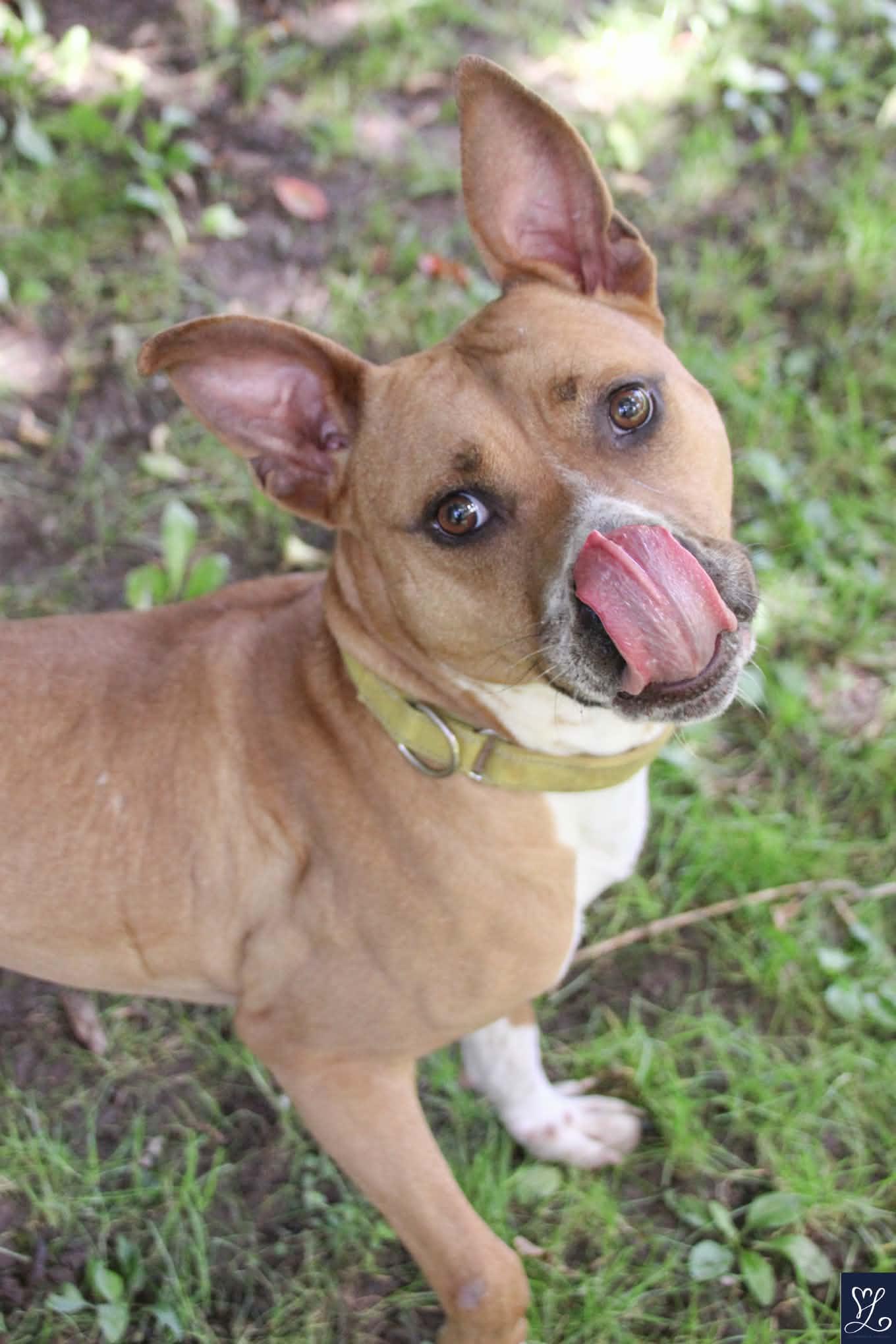 Enlarge GROVER, a Adoptable Mixed Breed in Rochester, NY image 6/6