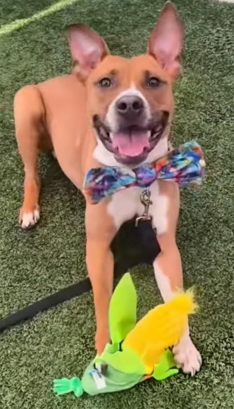 Enlarge GROVER, a Adoptable Mixed Breed in Rochester, NY image 4/4