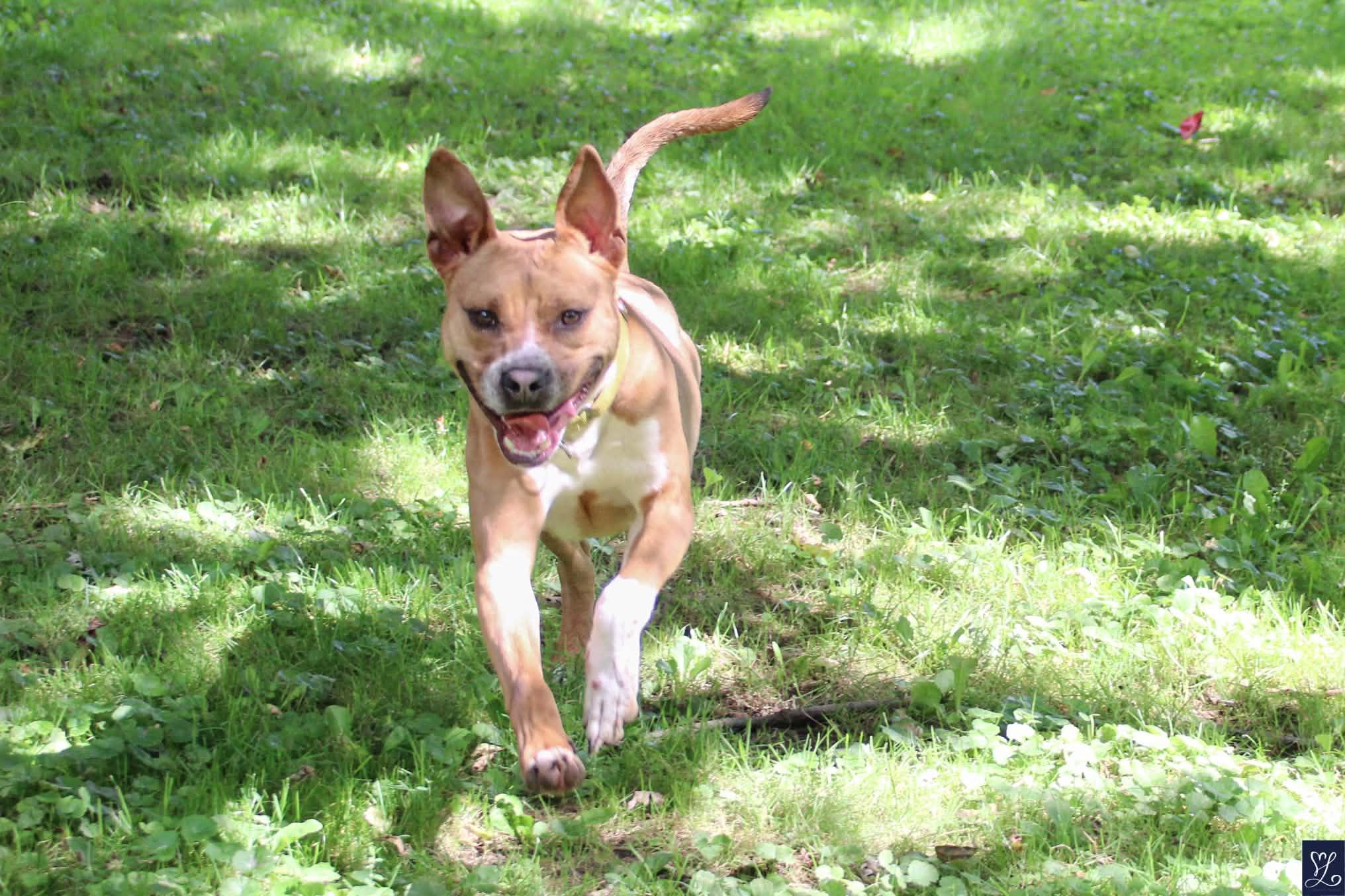 Enlarge GROVER, a Adoptable Mixed Breed in Rochester, NY image 5/6