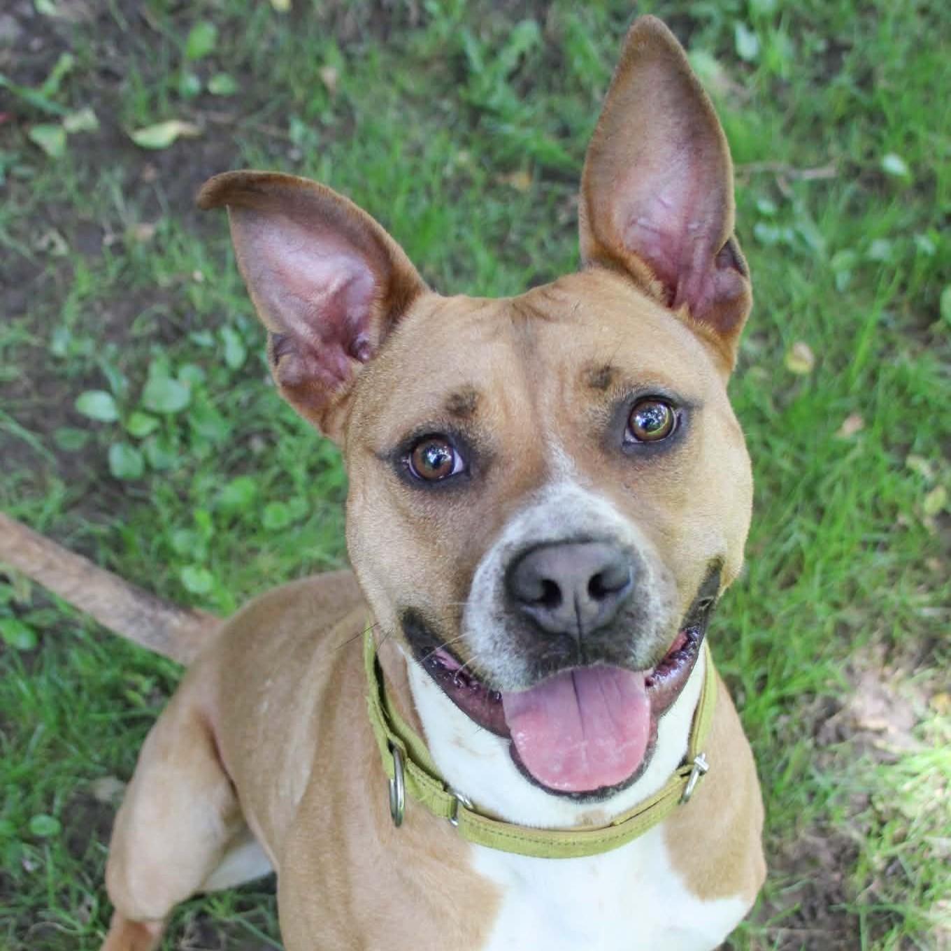 GROVER, Adoptable, Young Male Mixed Breed.