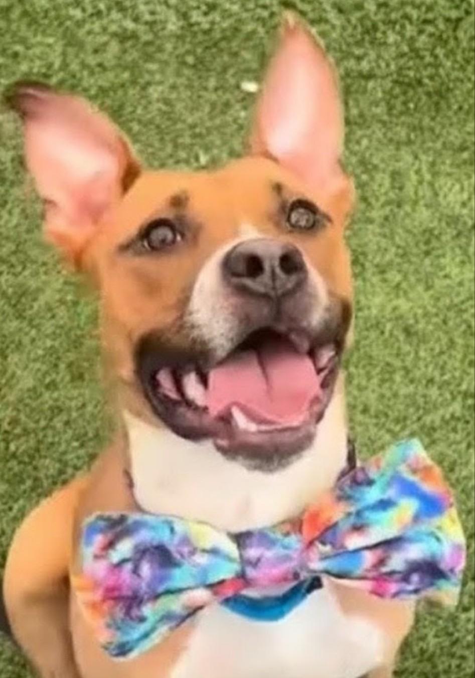 Enlarge GROVER, a Adoptable Mixed Breed in Rochester, NY image 2/4
