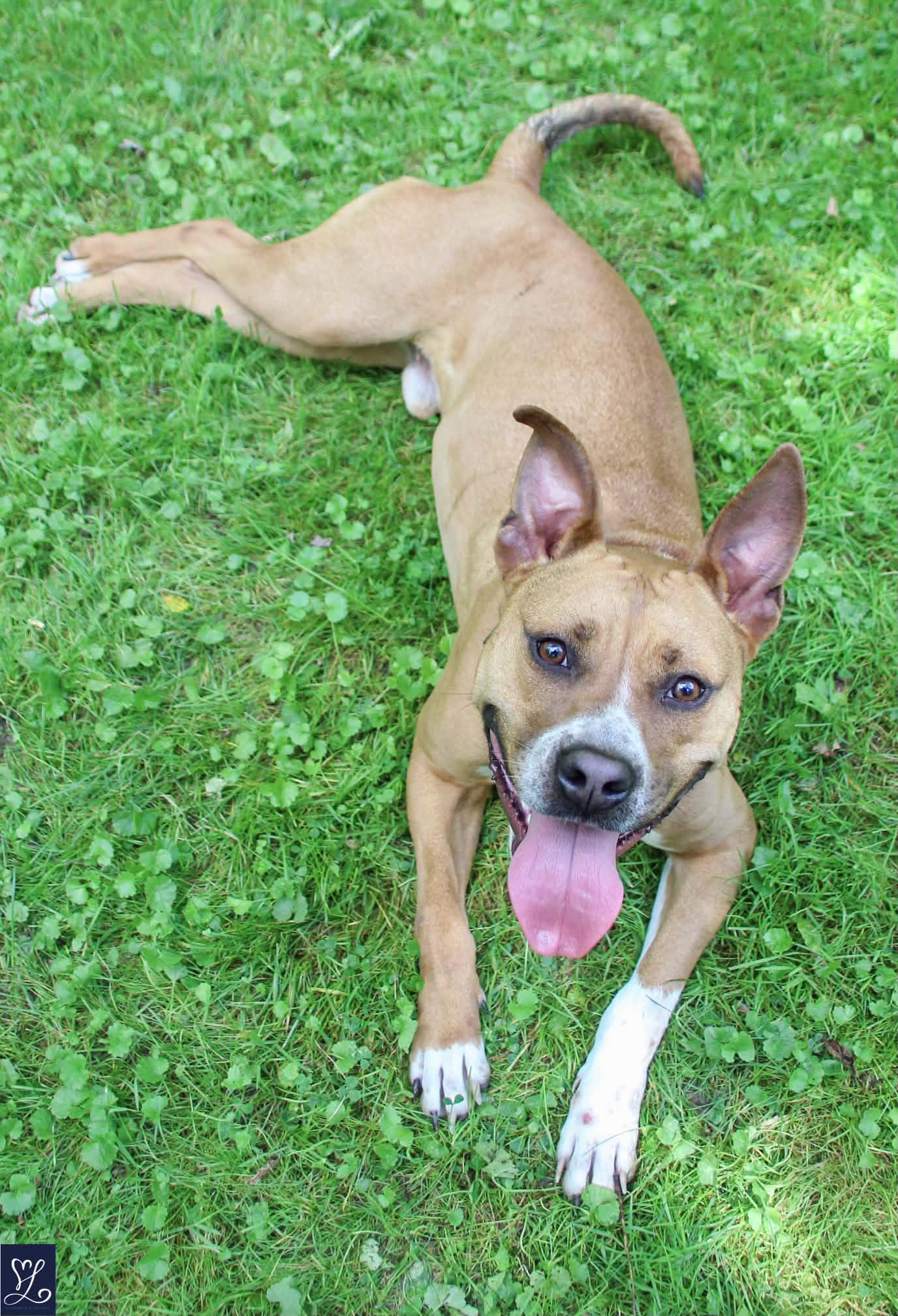 Enlarge GROVER, a Adoptable Mixed Breed in Rochester, NY image 3/6