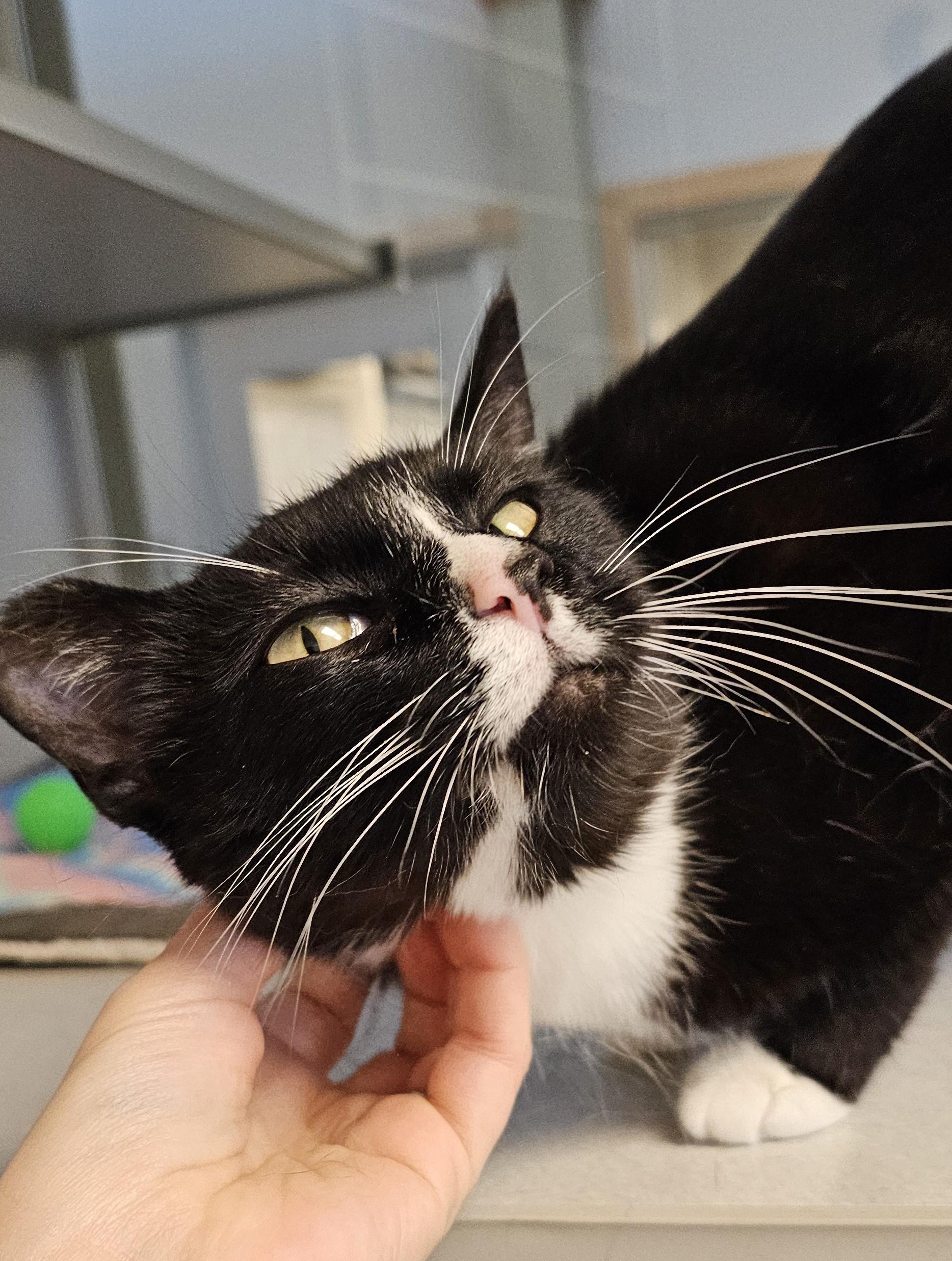 Vixi - Located at PetSmart by Lindale mall, an adoptable Domestic Short Hair in Cedar Rapids, IA image 5/5