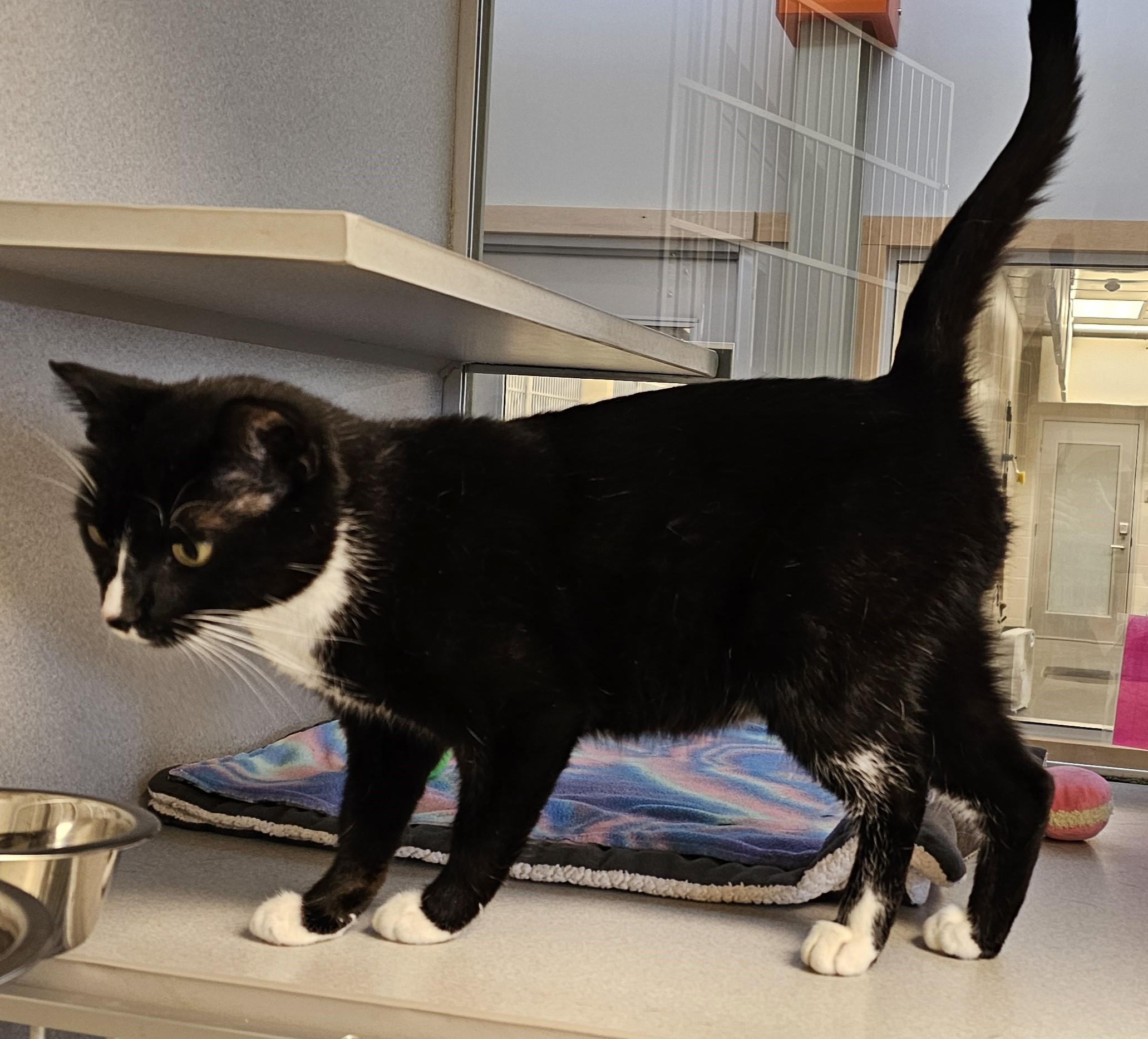 Vixi - Located at PetSmart by Lindale mall, an adoptable Domestic Short Hair in Cedar Rapids, IA image 2/5