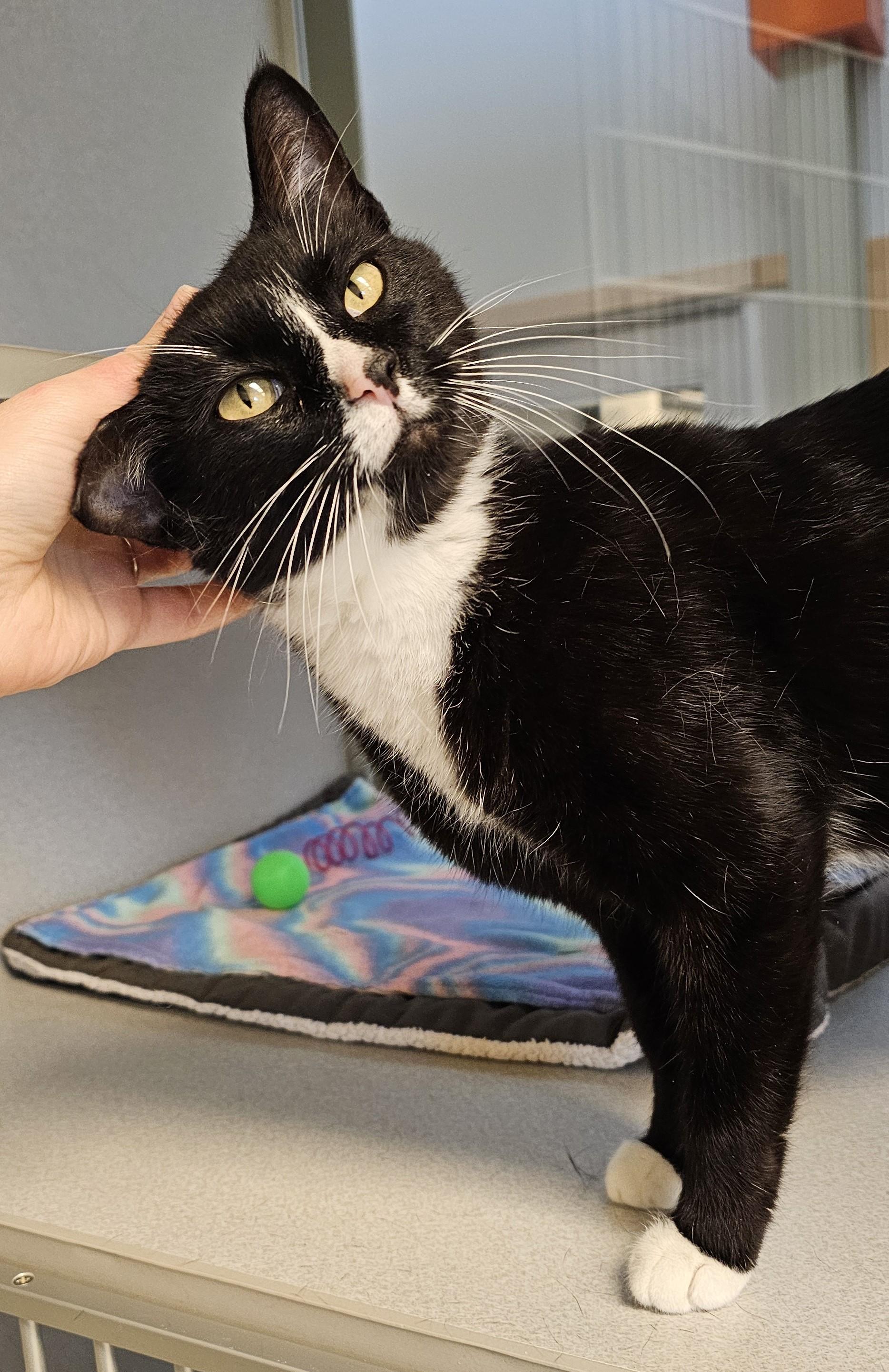 Vixi - Located at PetSmart by Lindale mall, an adoptable Domestic Short Hair in Cedar Rapids, IA image 4/5